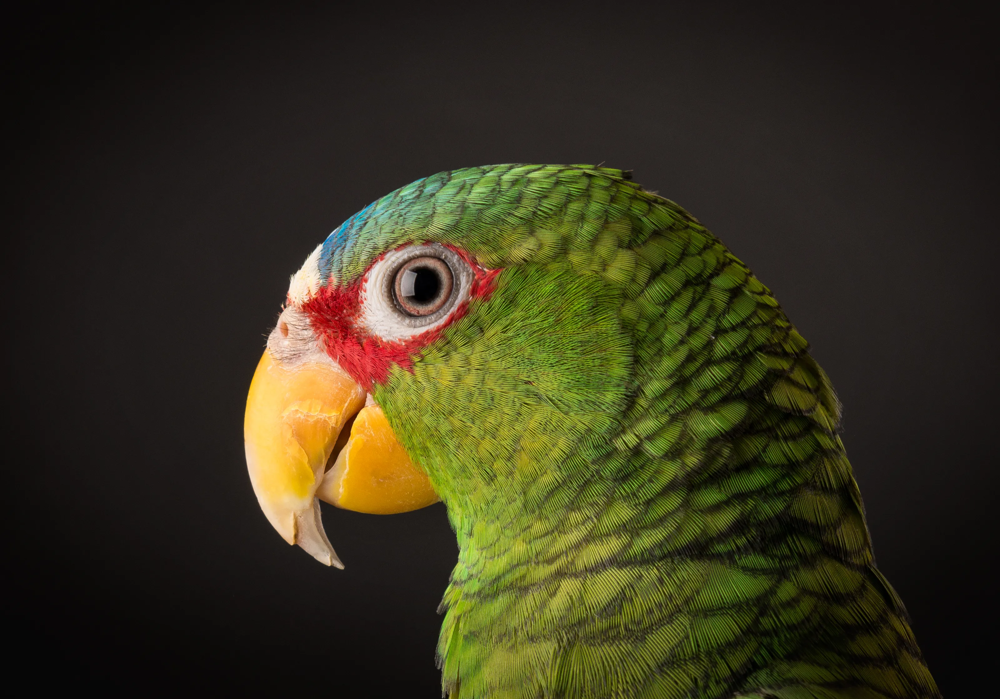 Parrots in Colour