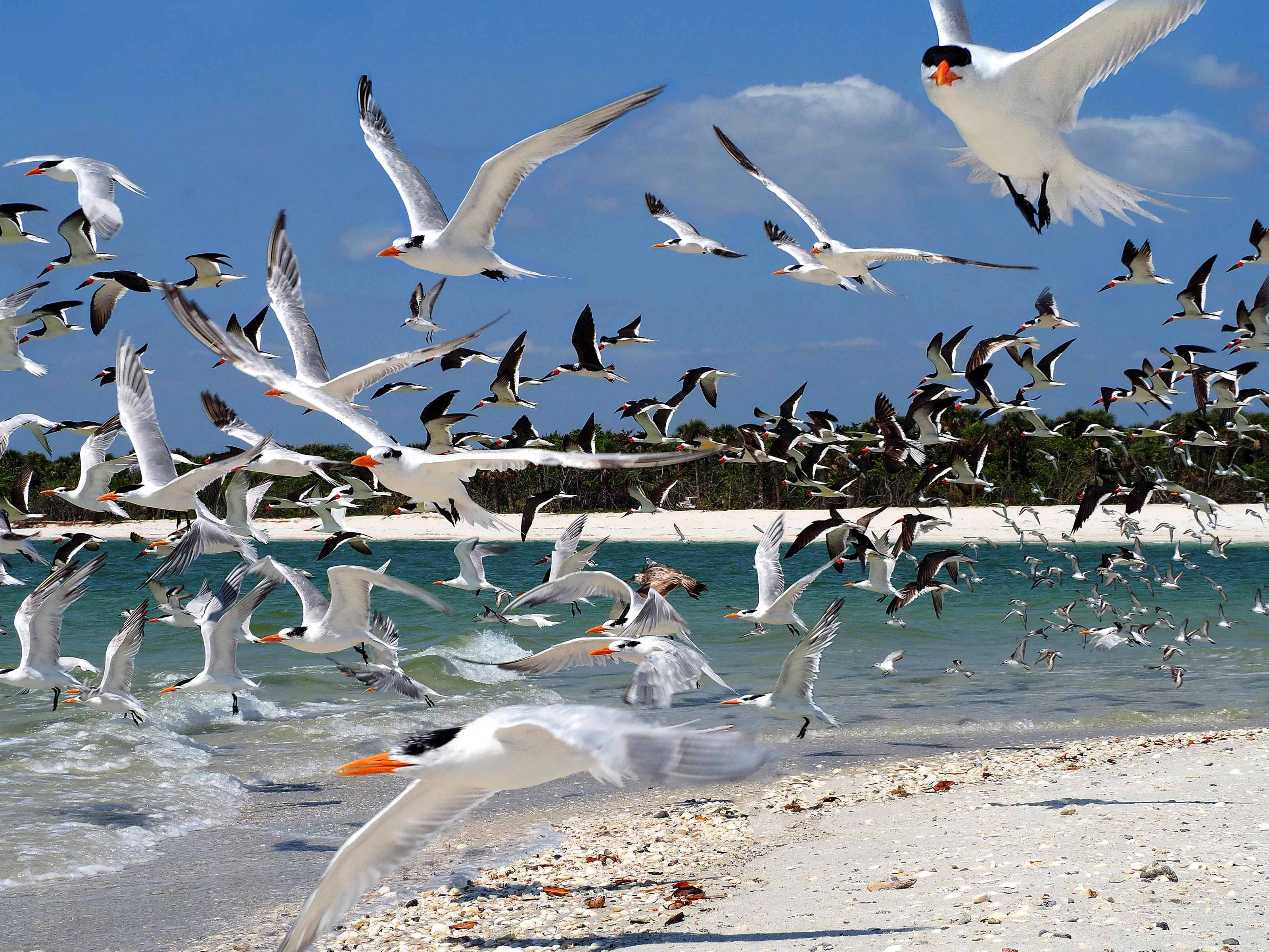 Birds