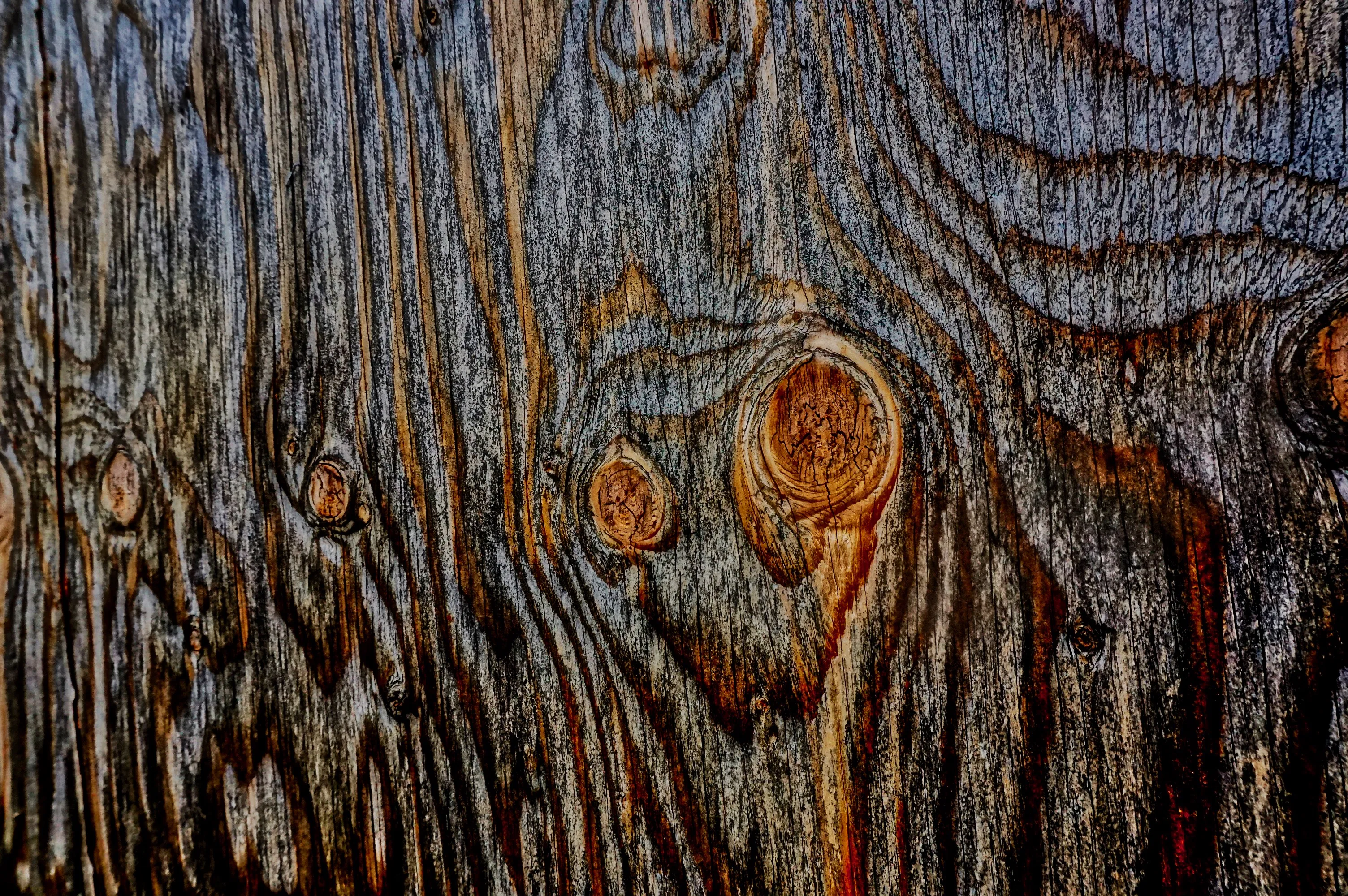 Tree Burls, Bumps and Knots