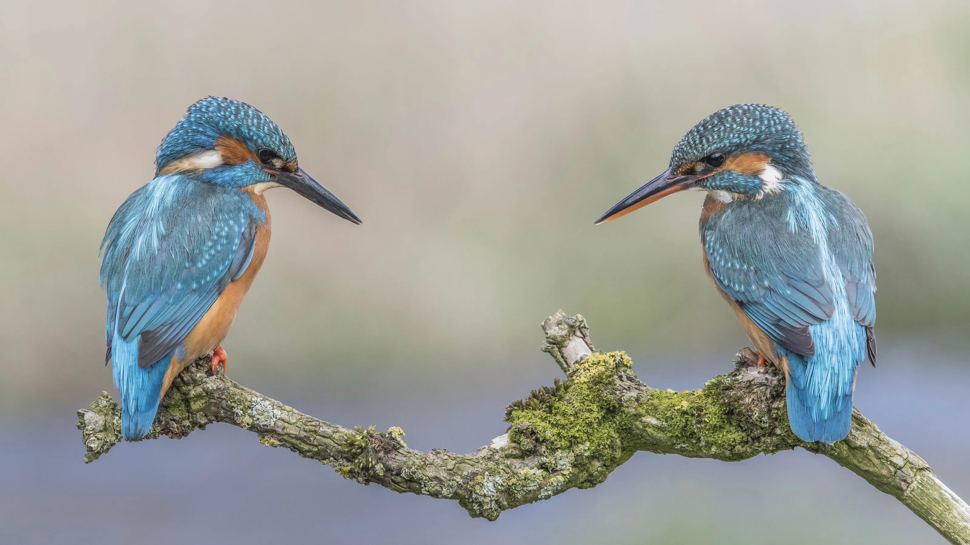 Kingfishers