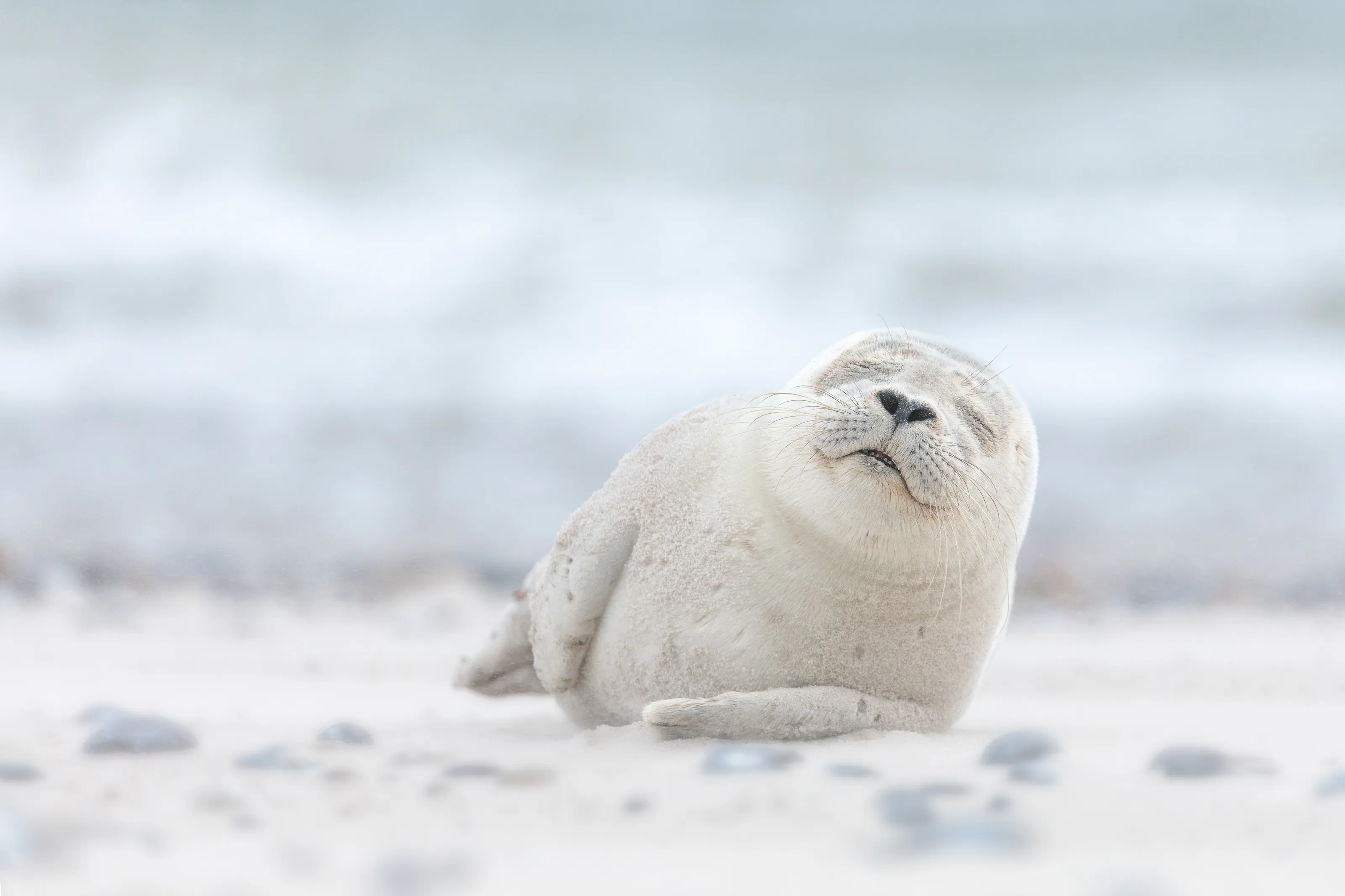 Wildlife