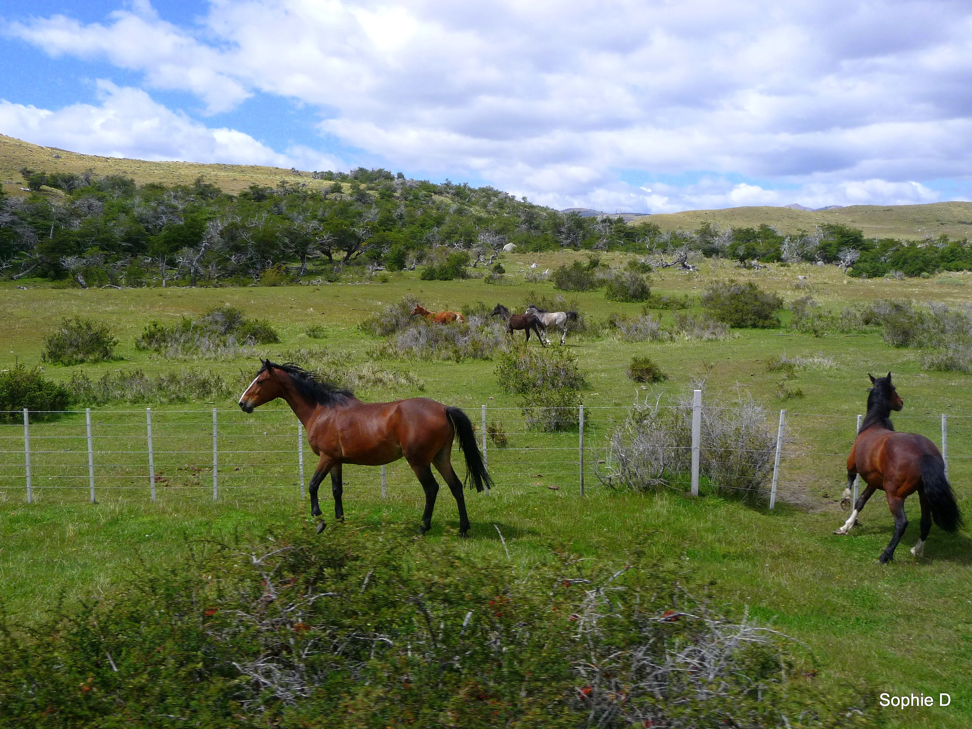 Horses