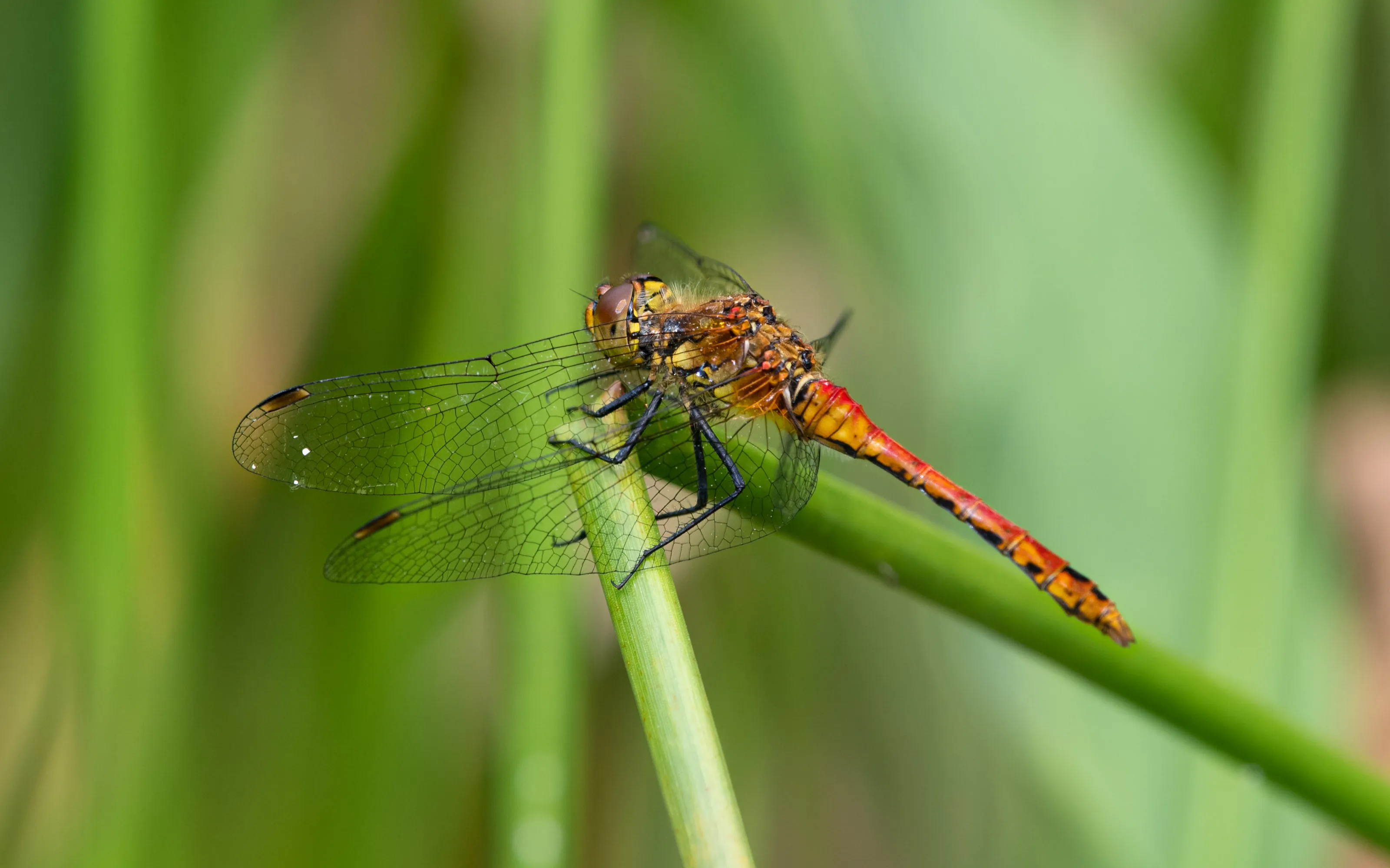 Dragonflies