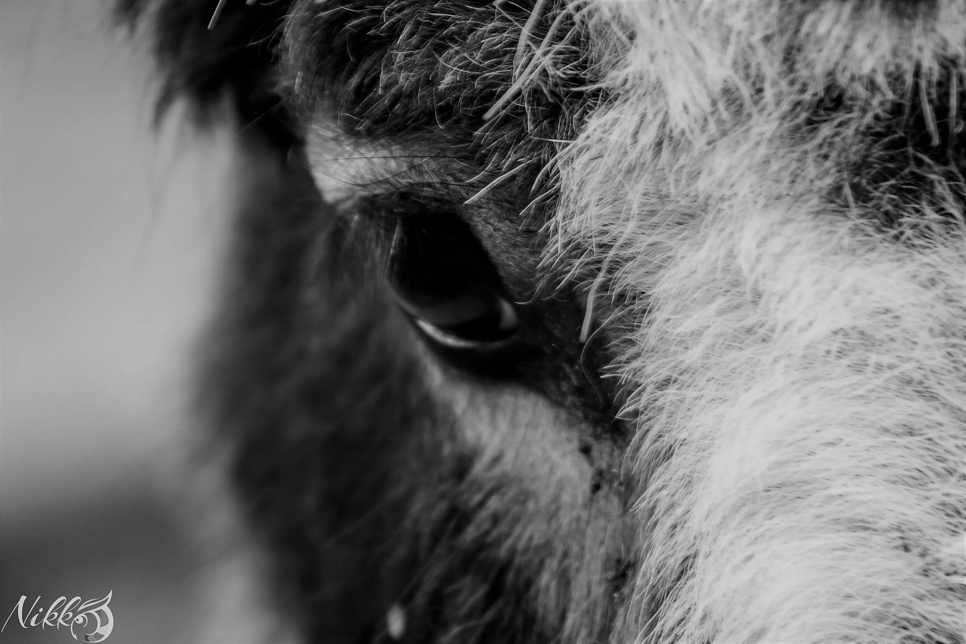 Close-up Animals in Black and White