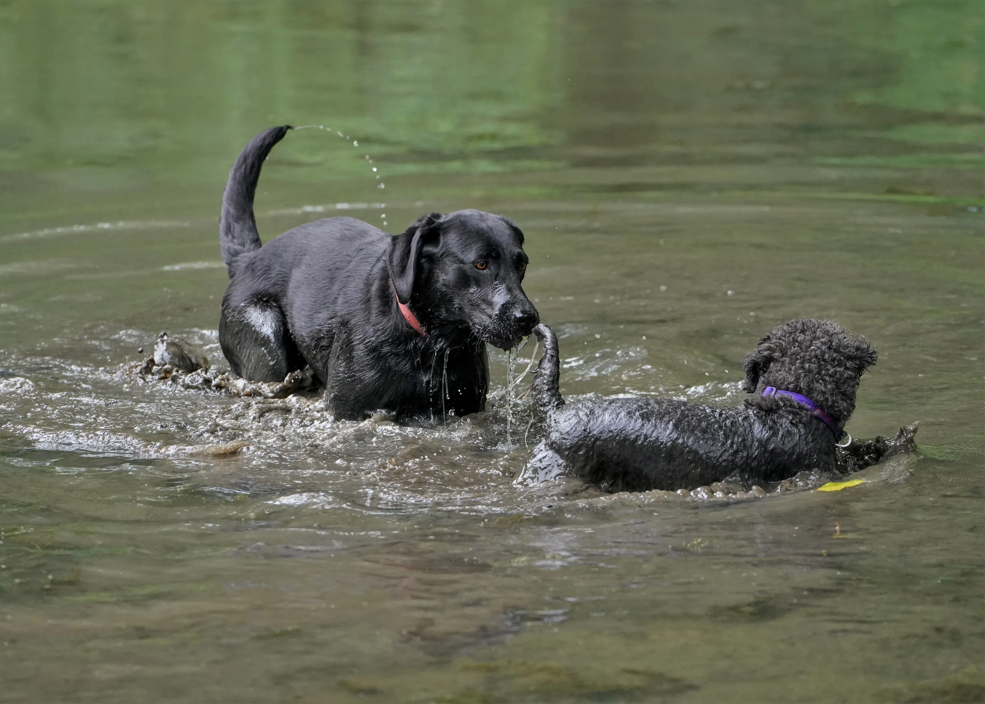 Two Dogs Together (in colour)