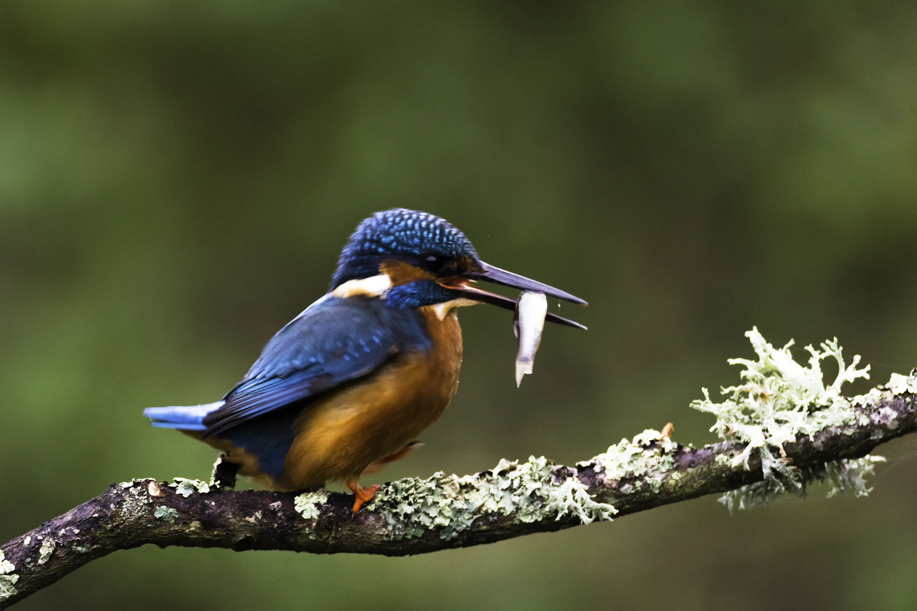 Birds With Fish in Beak (in colour)