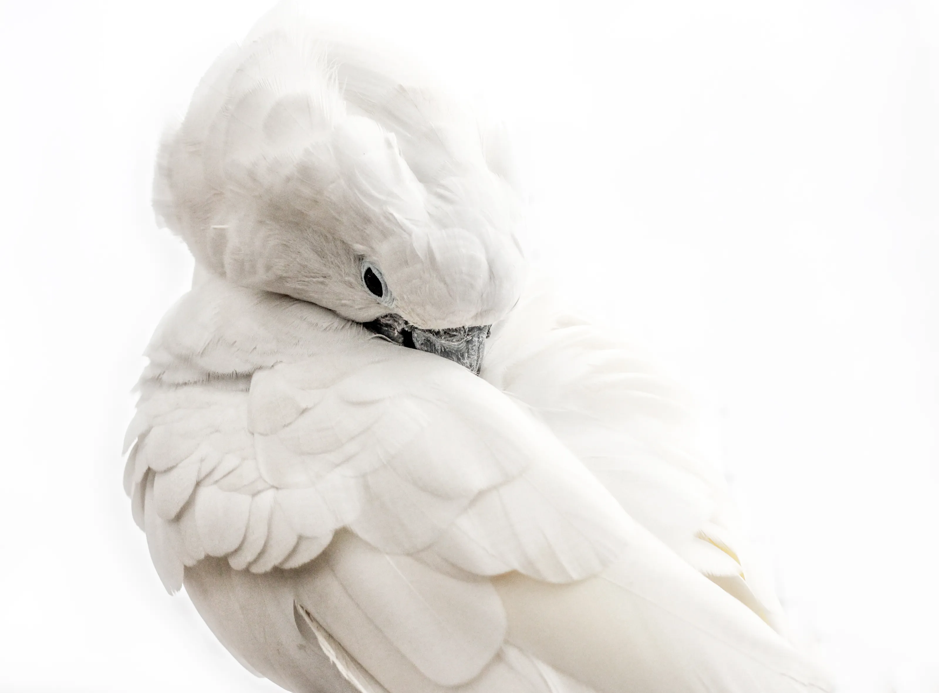 White on White (colour images only)
