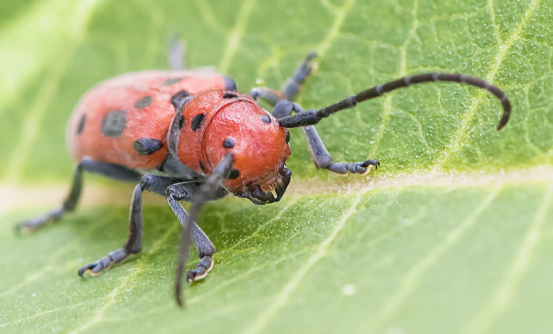Insects