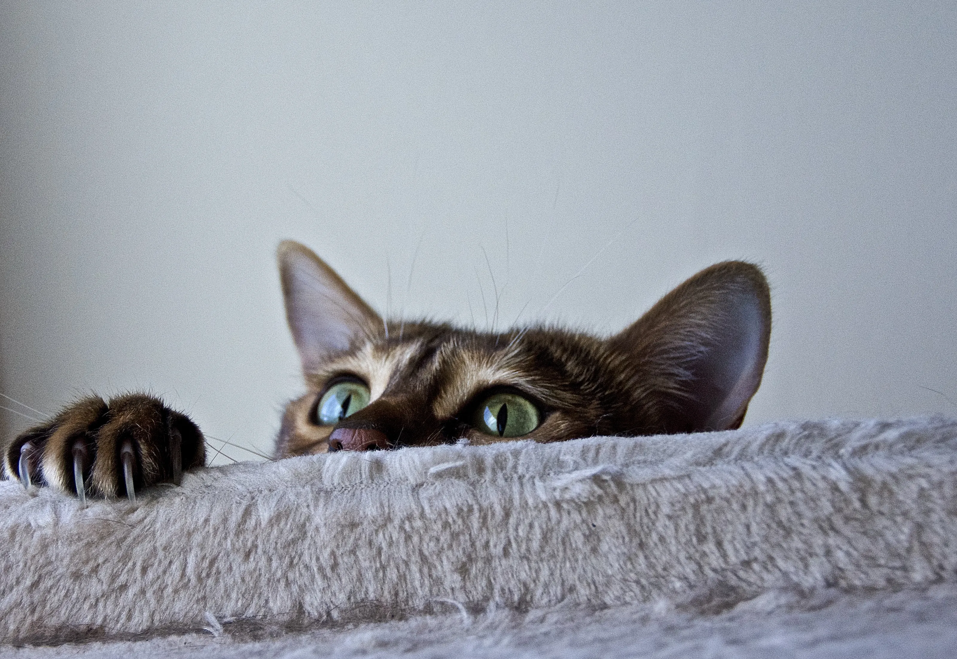 Domestic Cats (in colour)