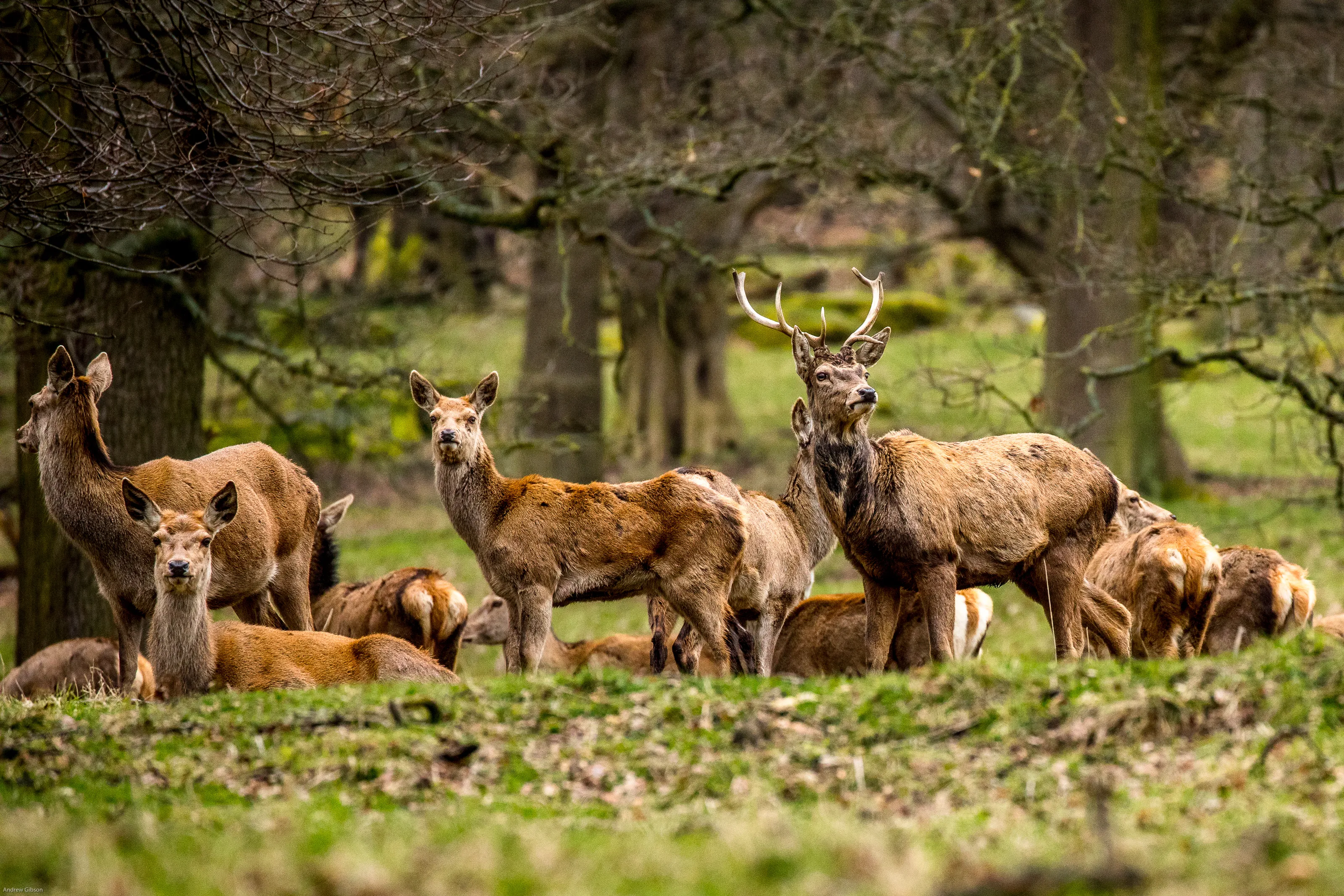 Deer in the Wild (in colour)
