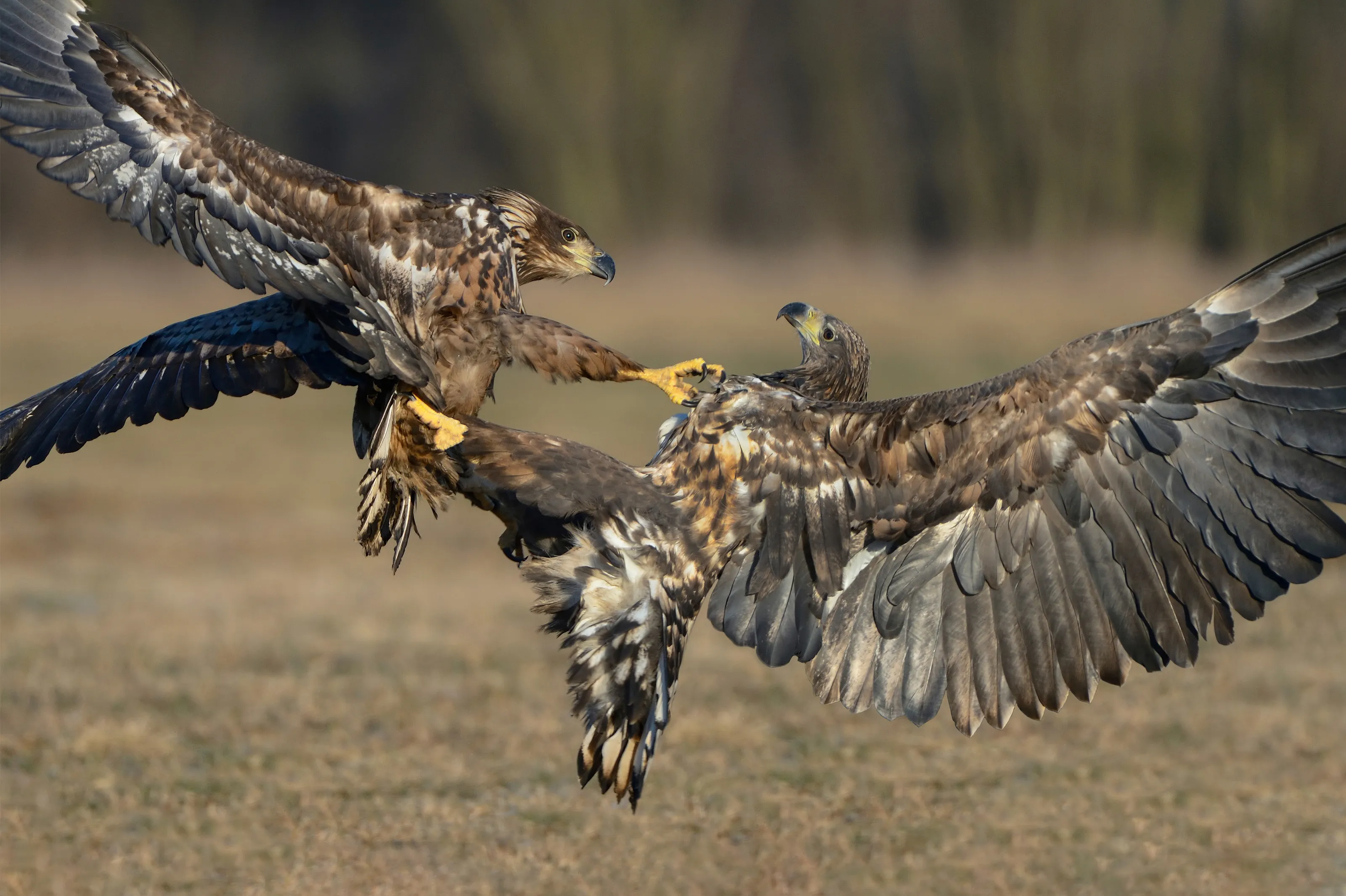 Wildlife in Action
