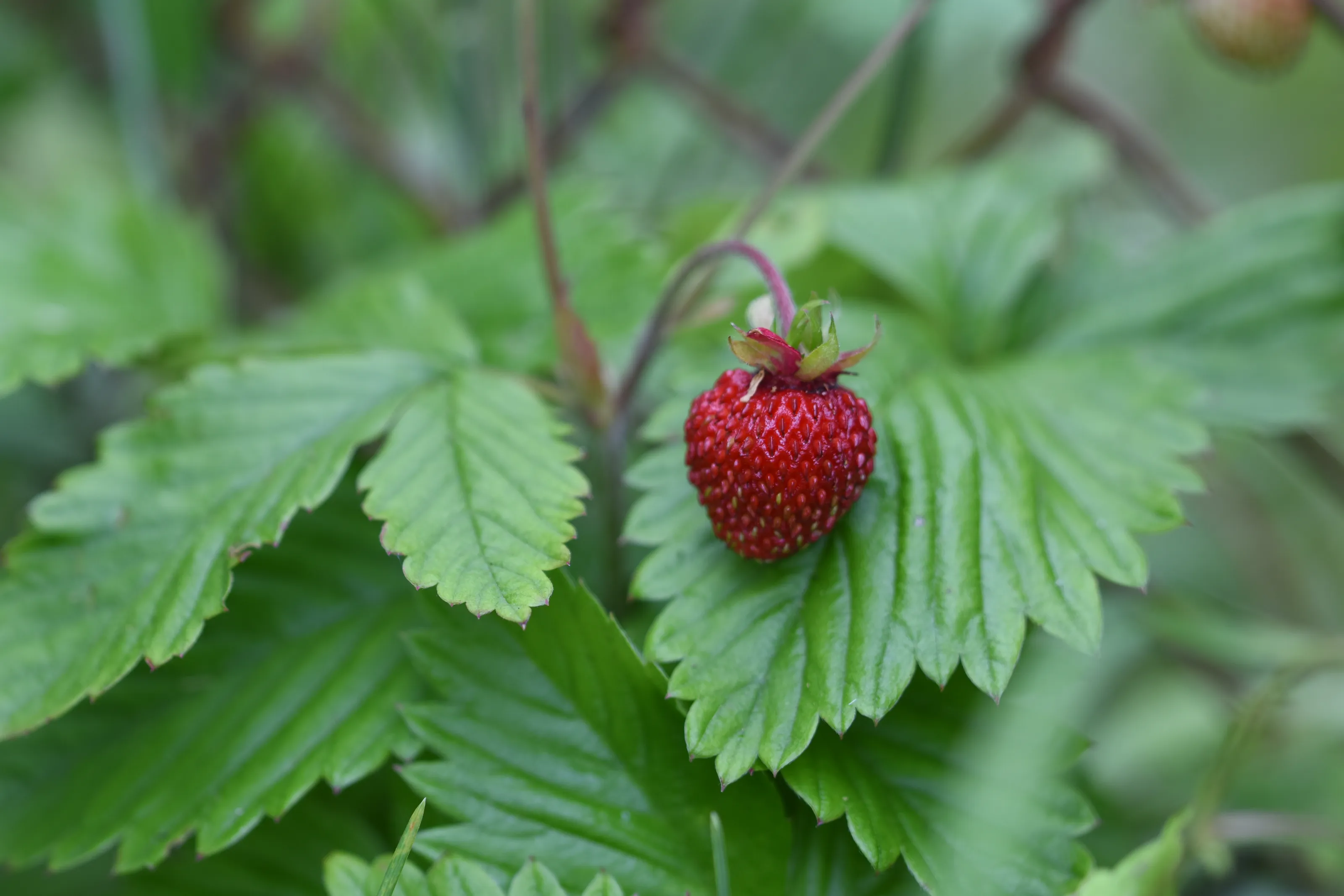 Wild Berries