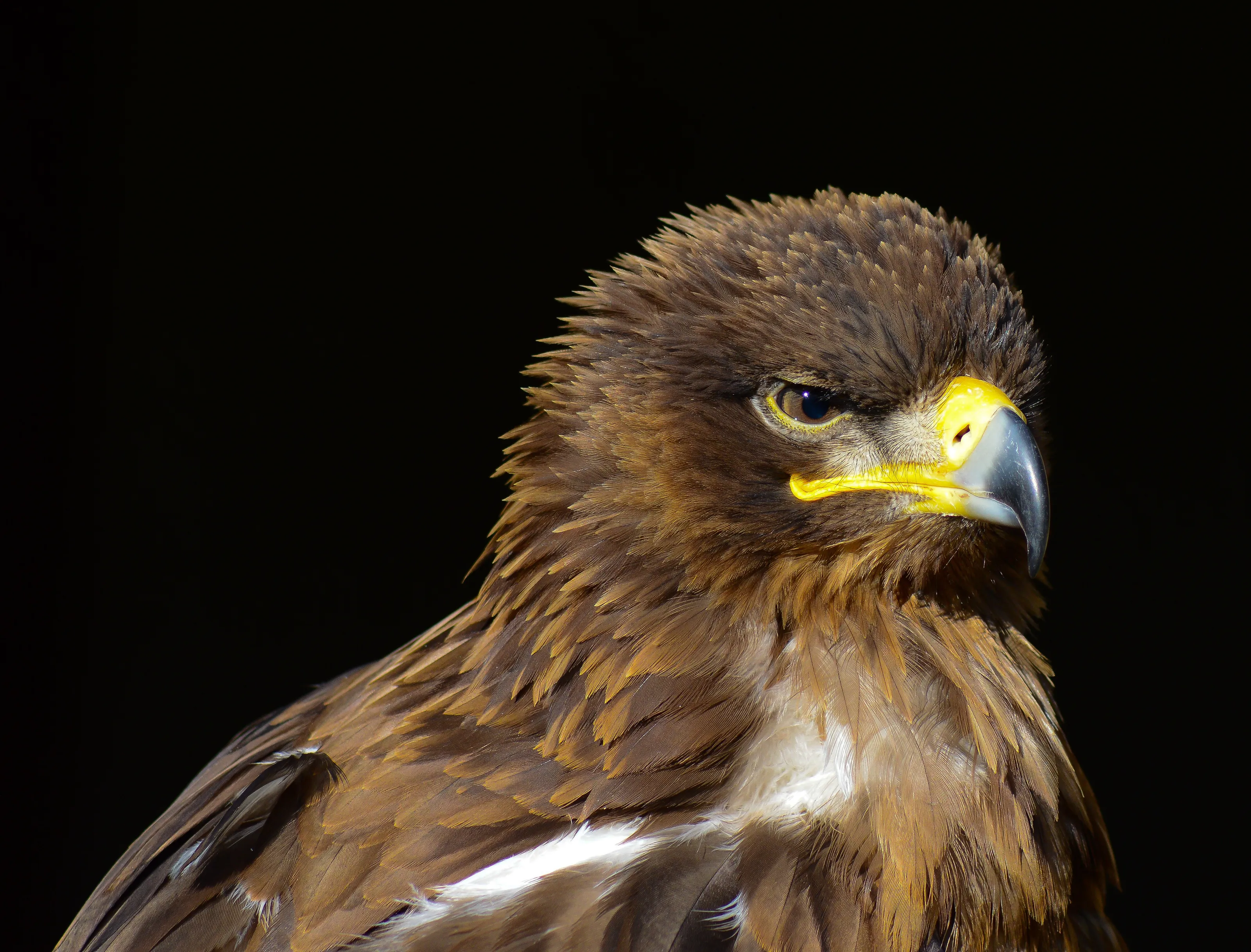 Birds - Head and Shoulders Only