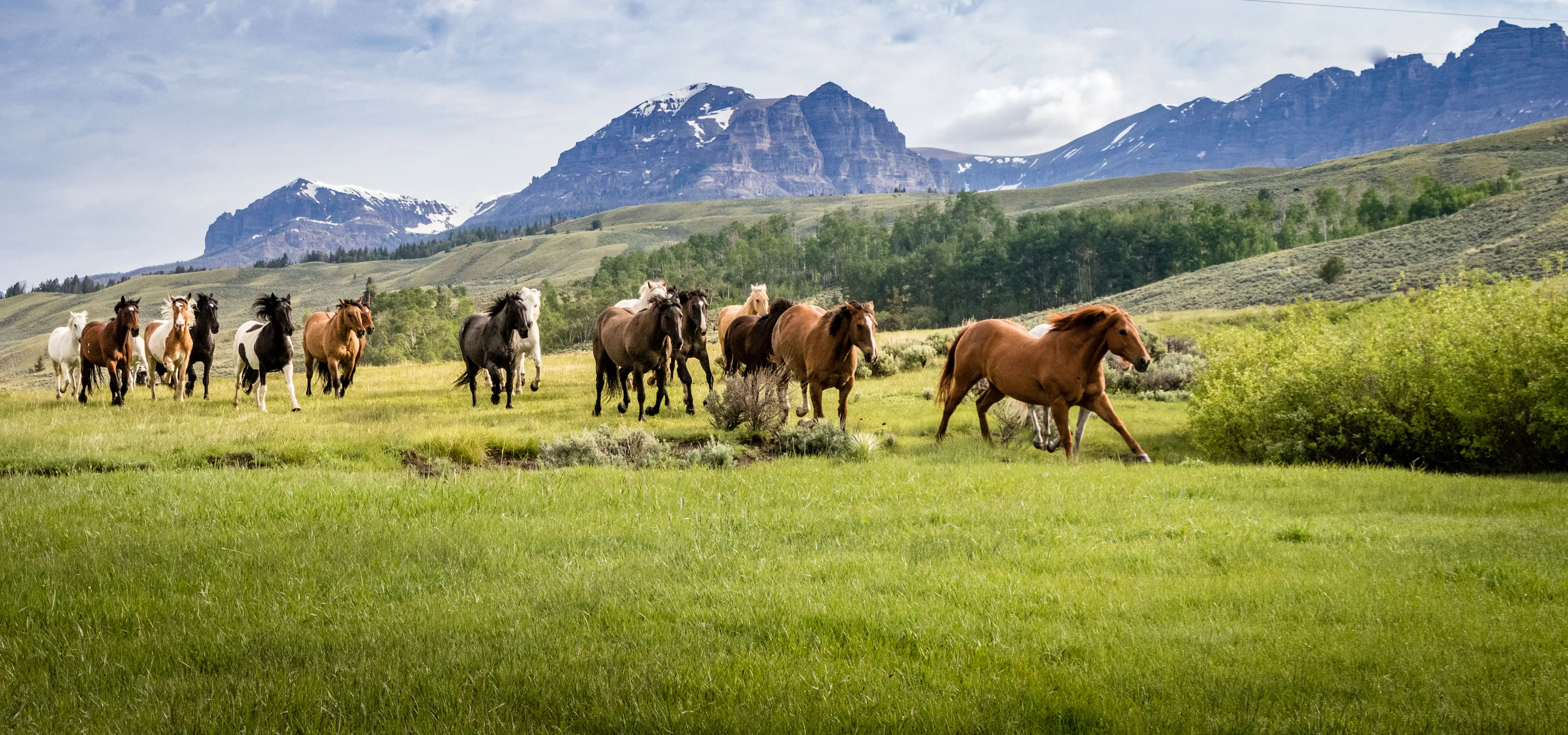 Horses in Action (no people)
