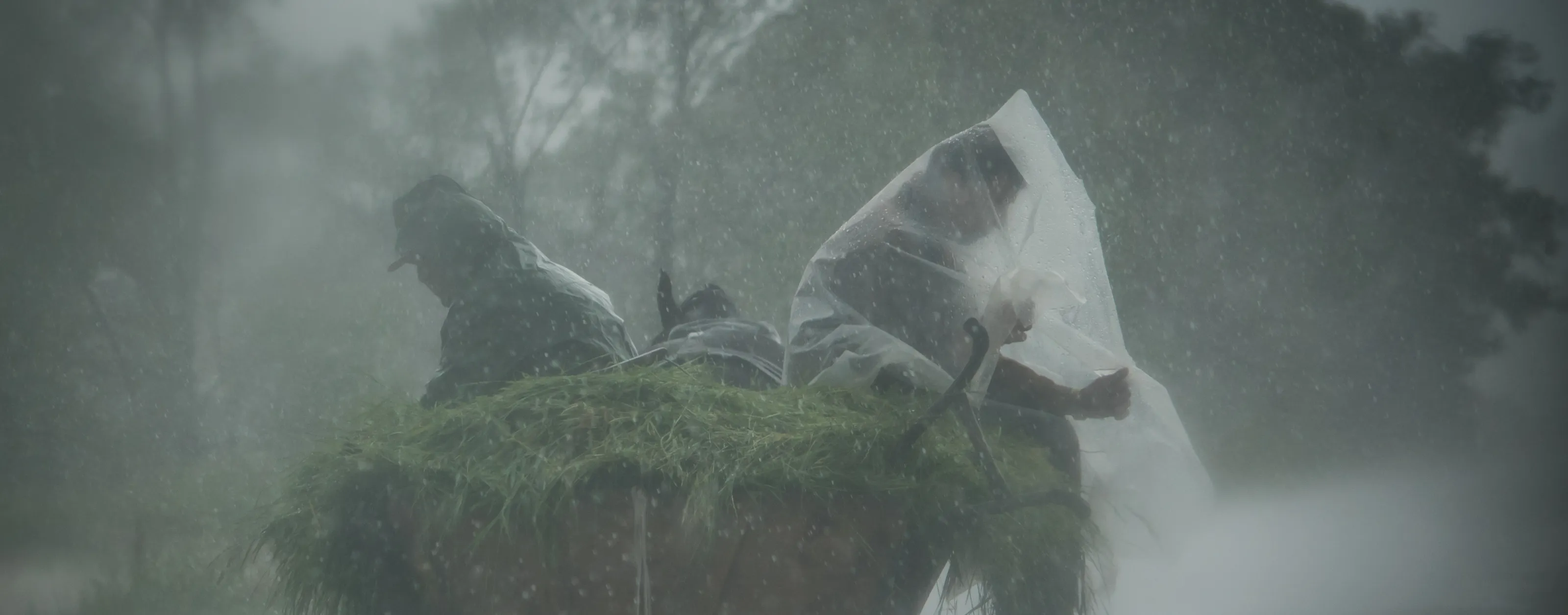 Rain