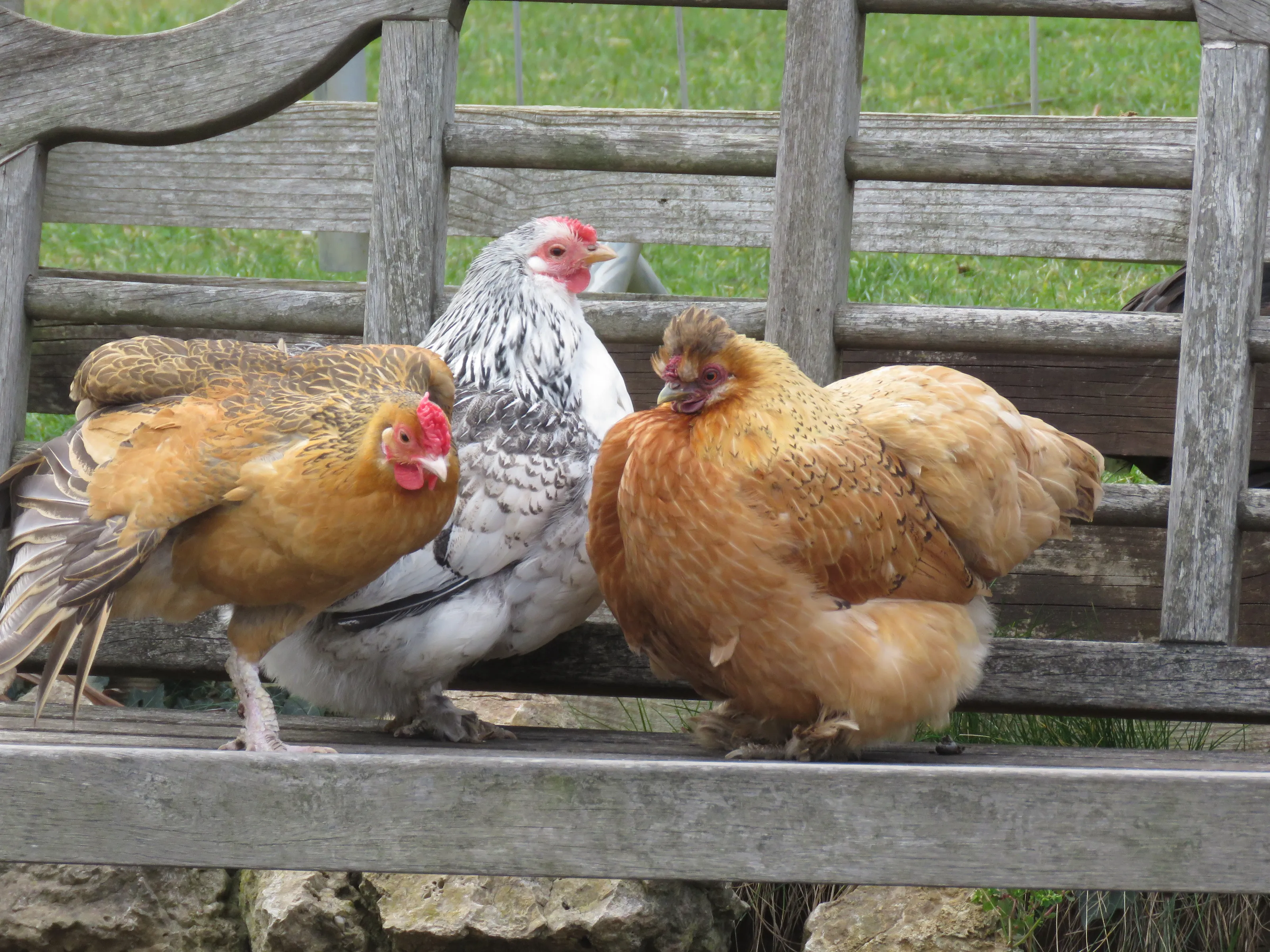 Chickens