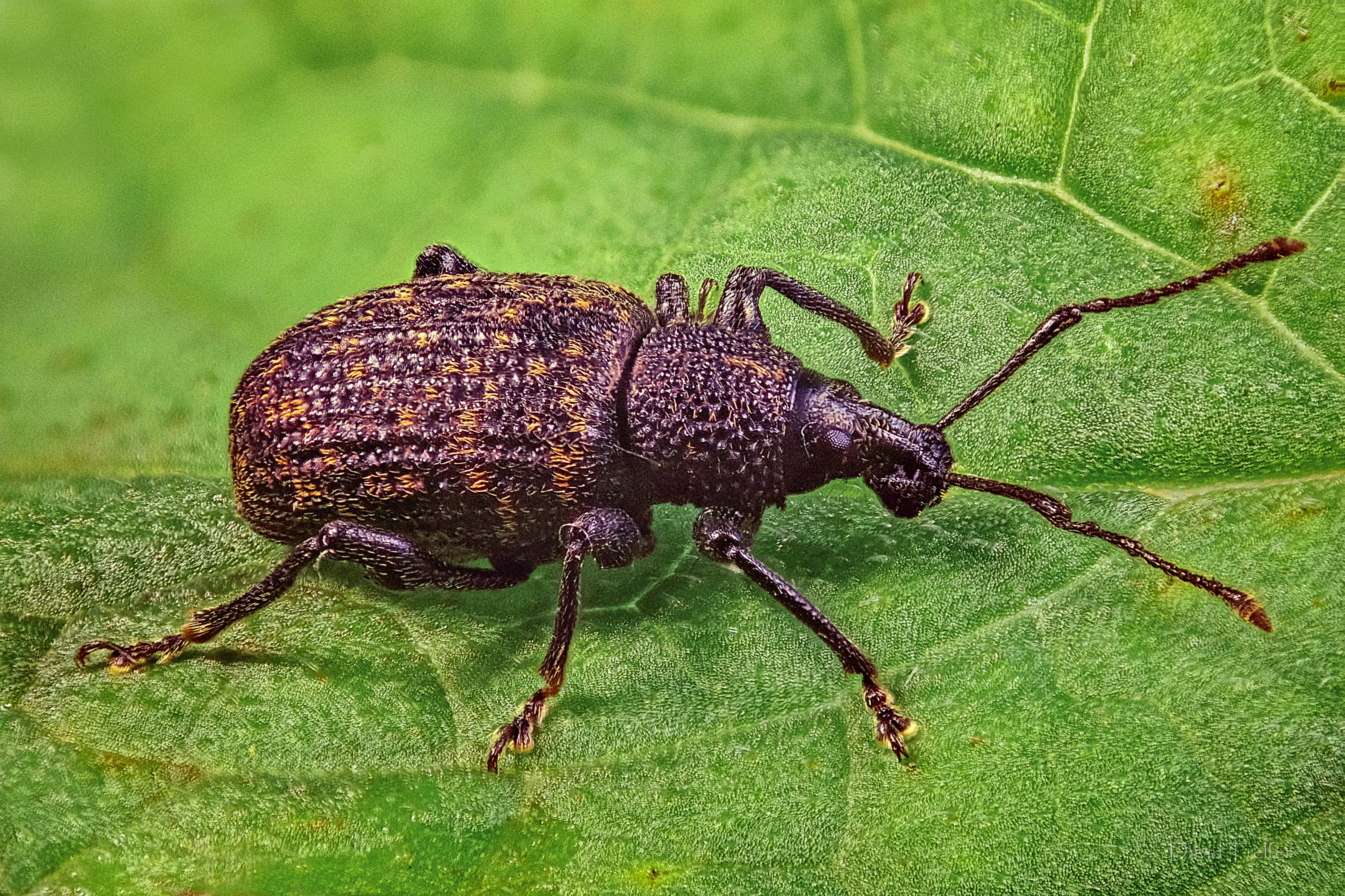 Ugly Bugs