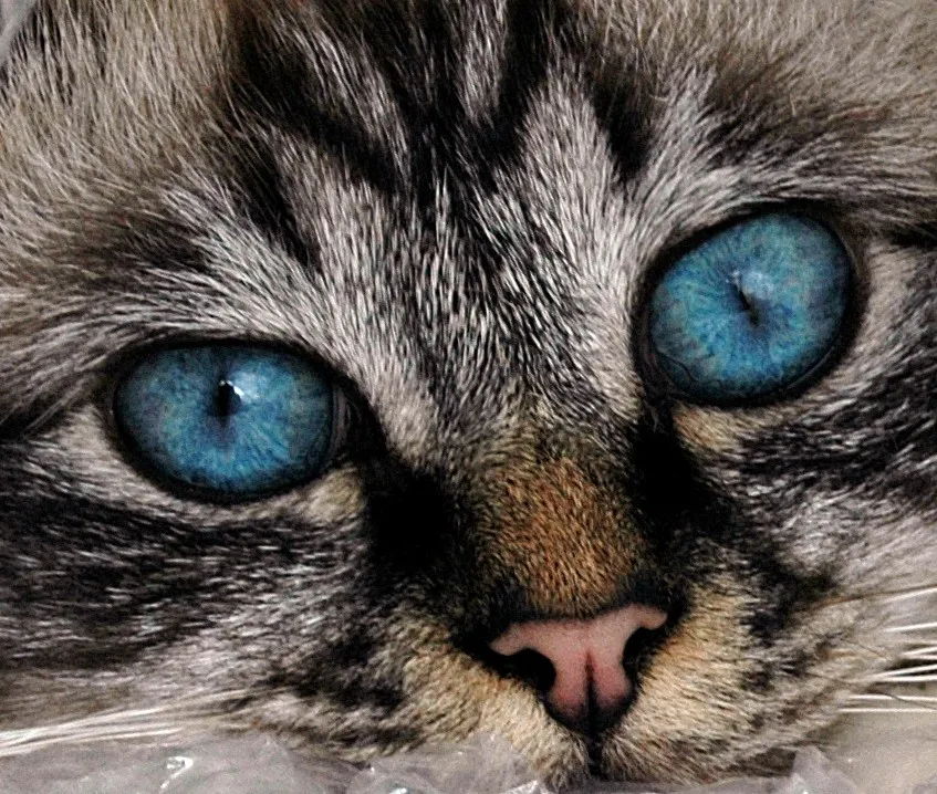 Parts of Animals in Colour