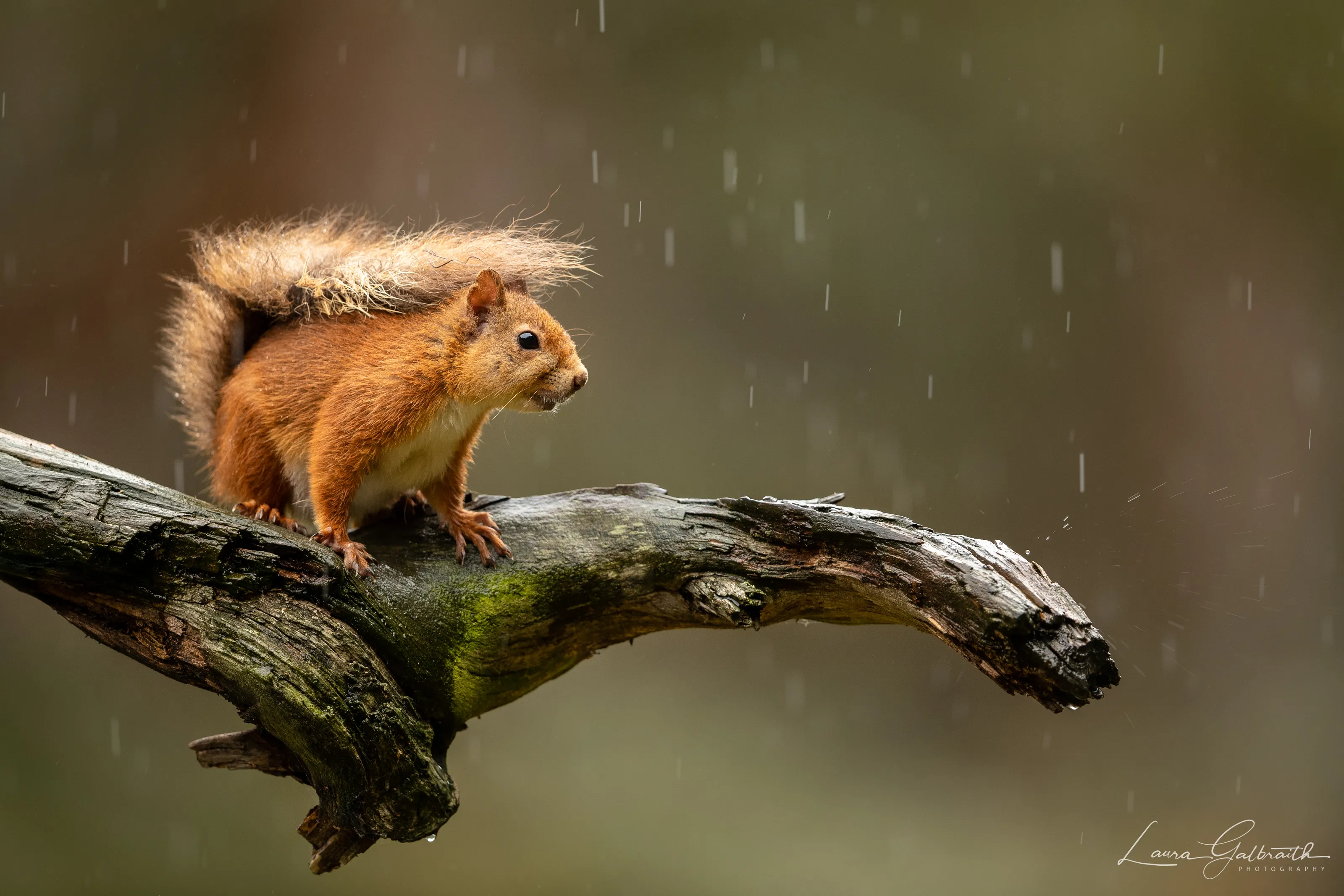 Small Mammals in the Wild