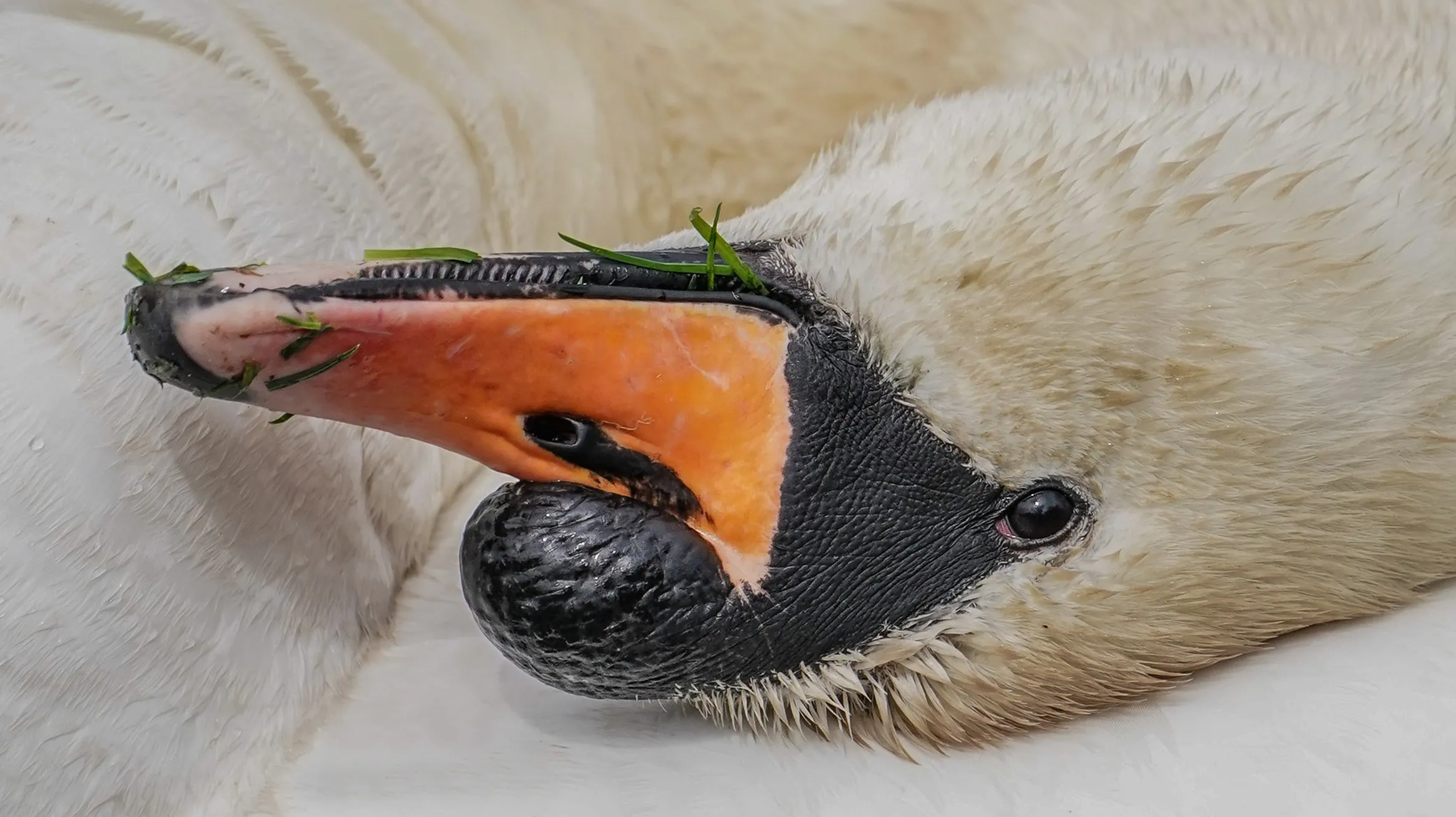 Swans Up Close