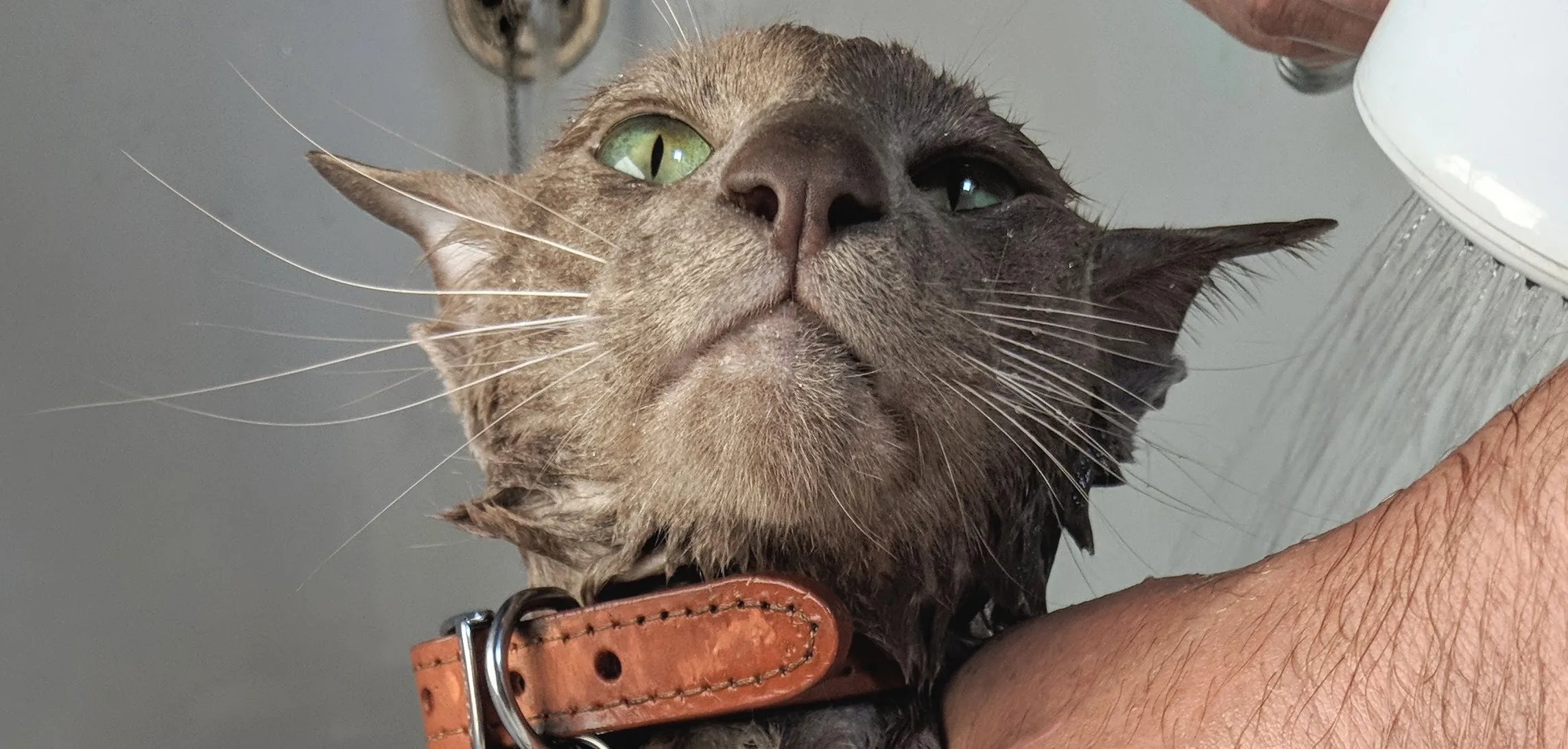 Animal Bath Time