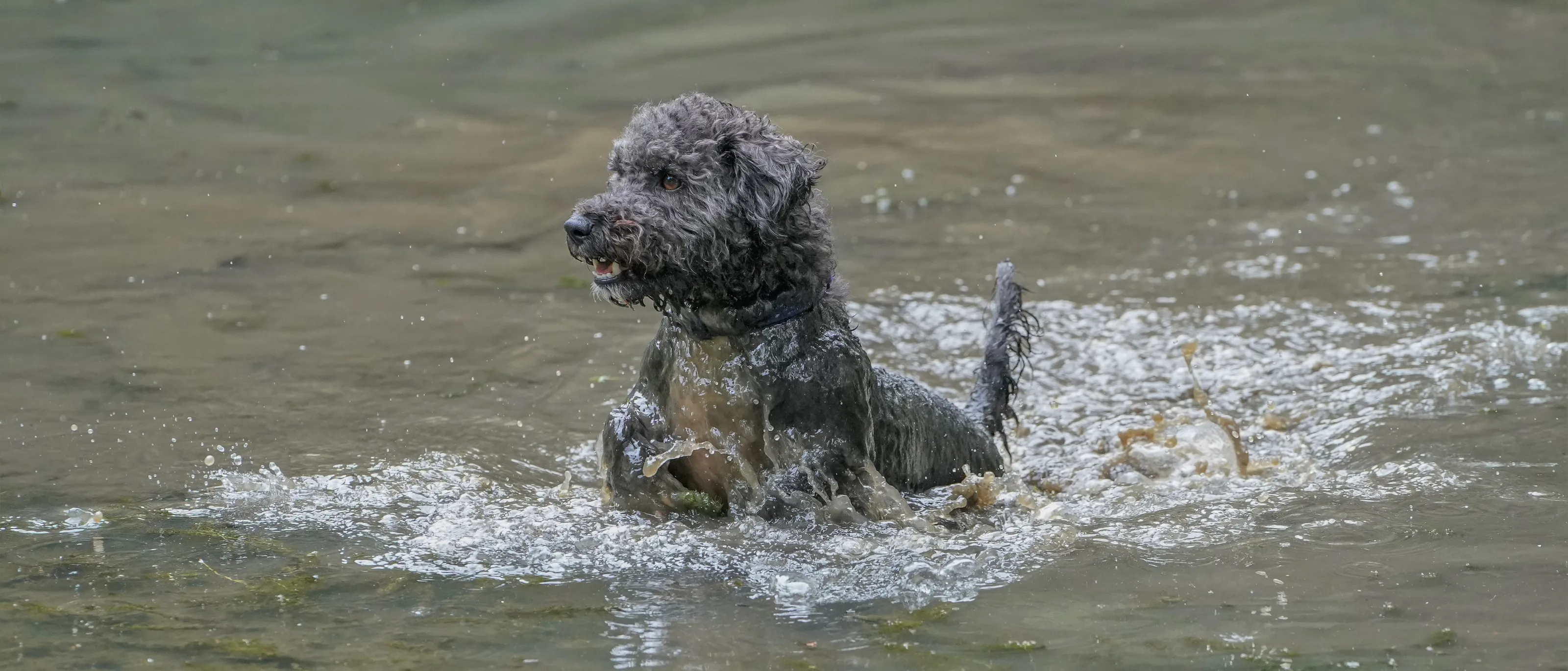 Dogs In Action in Water
