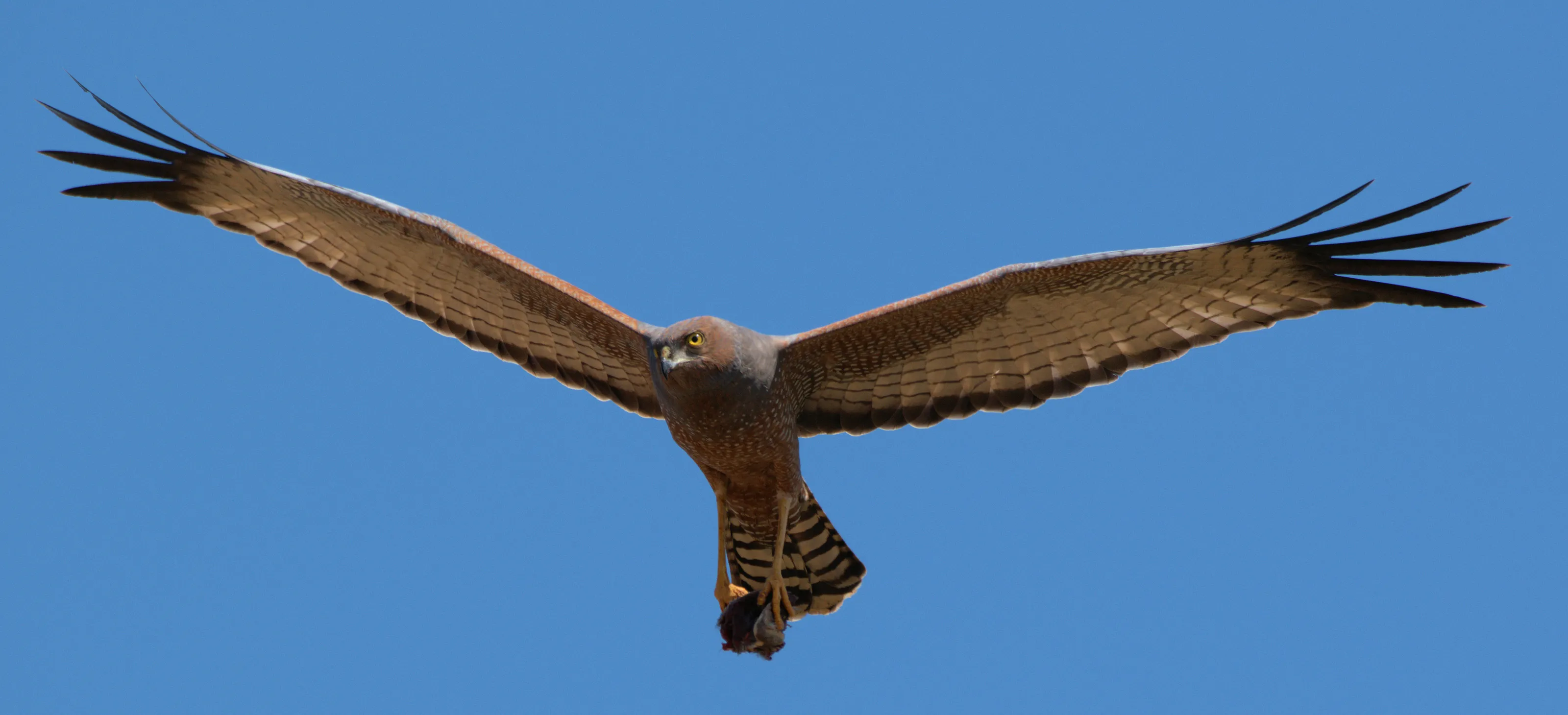 Birds of Prey