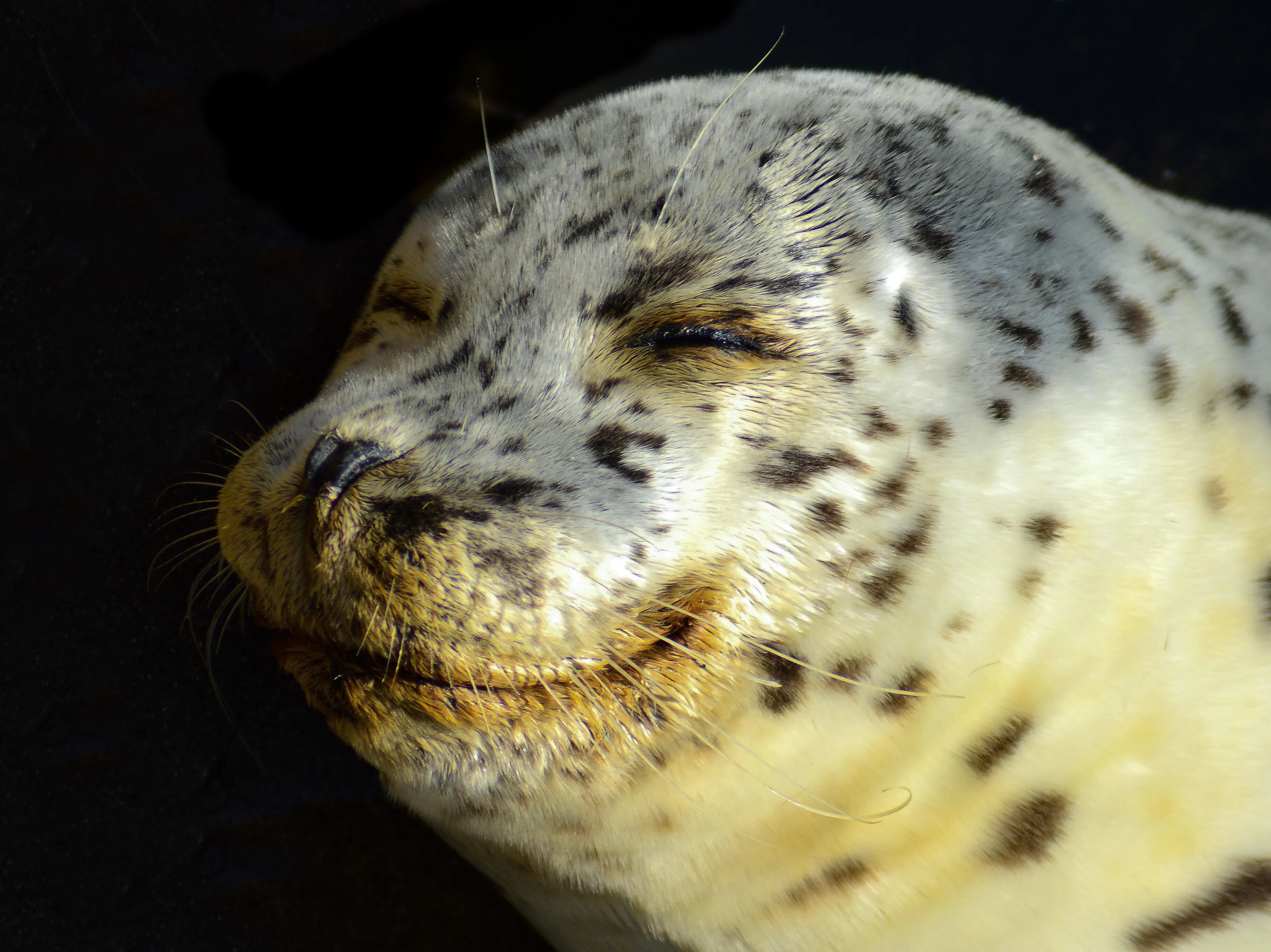 Happy Animals (no humans)