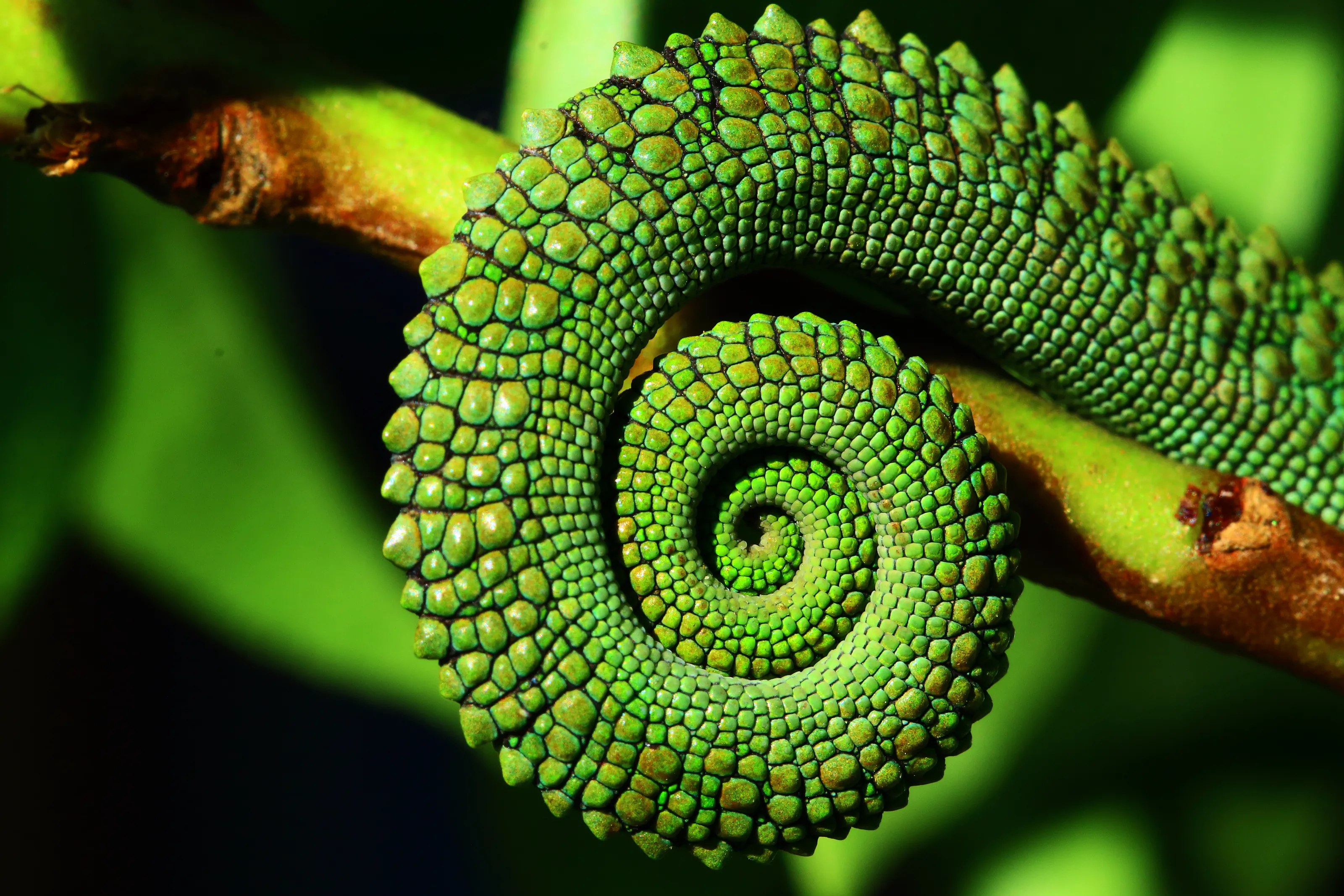 Spirals in Nature