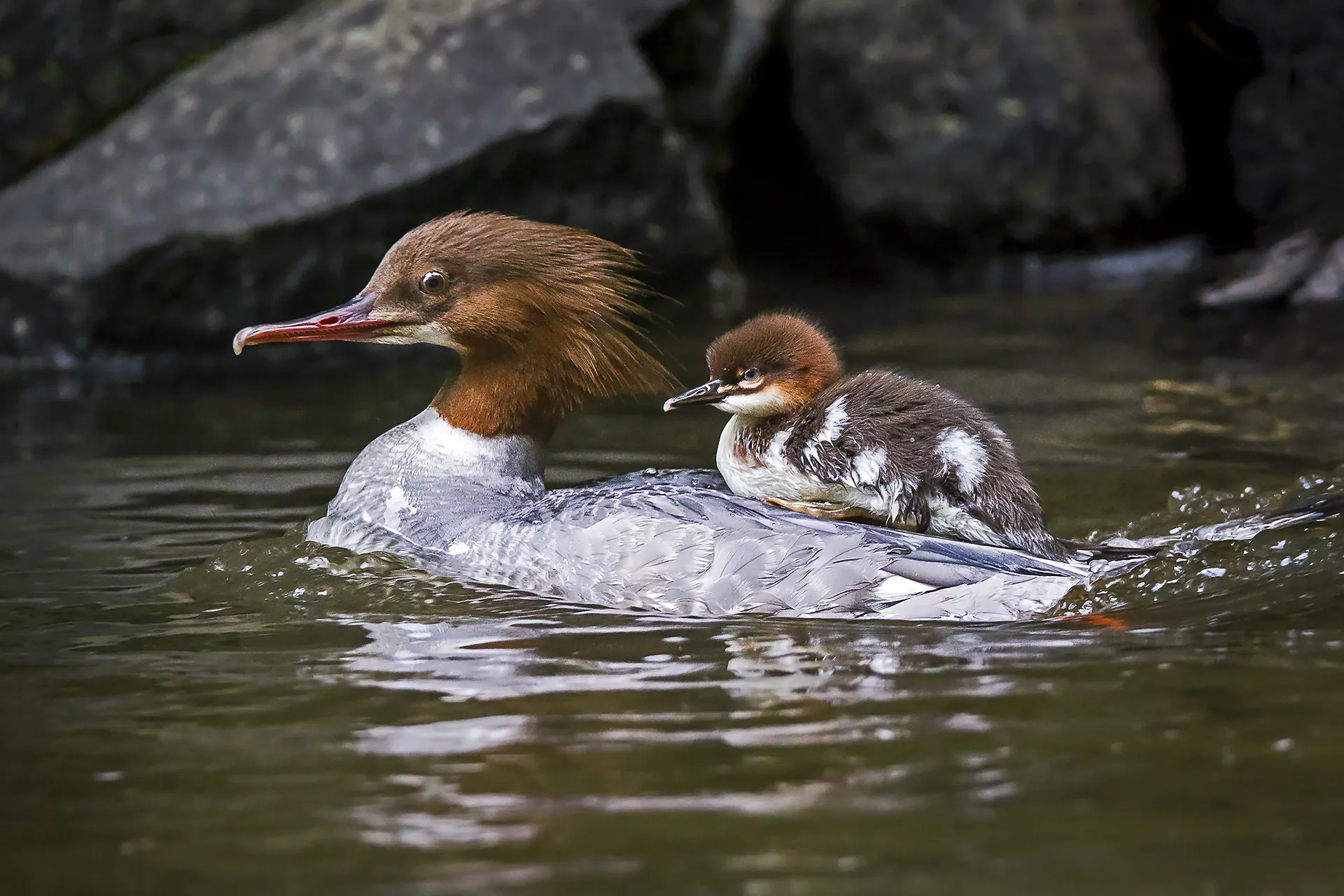 Hitching a Ride