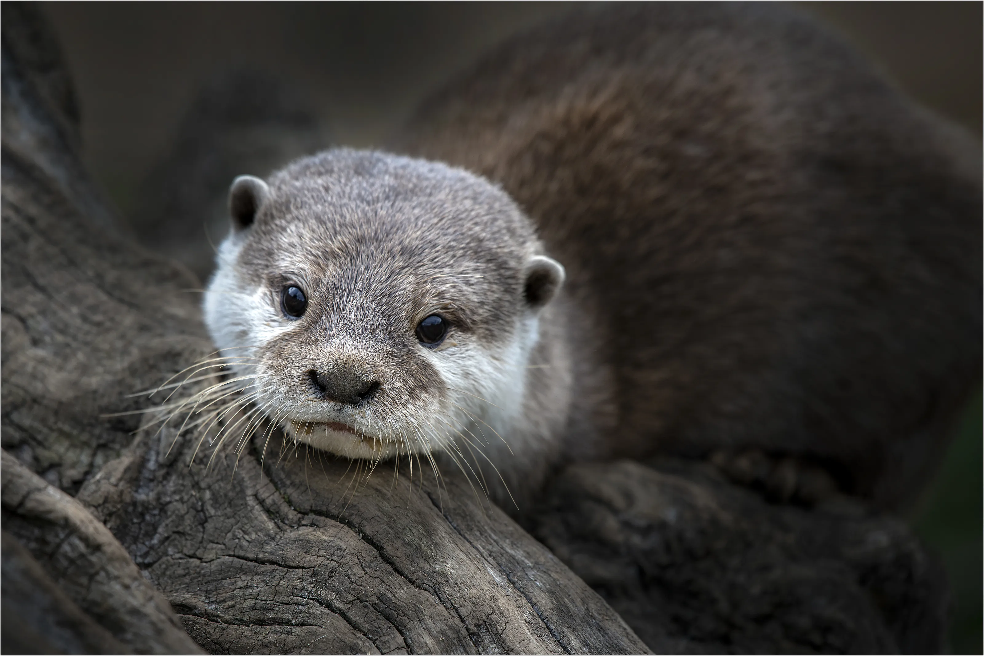 Portrait of a Single Animal