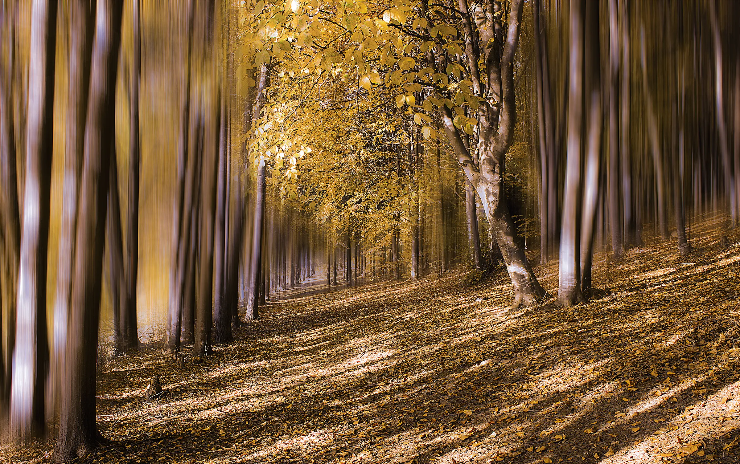 Forests and woodlands