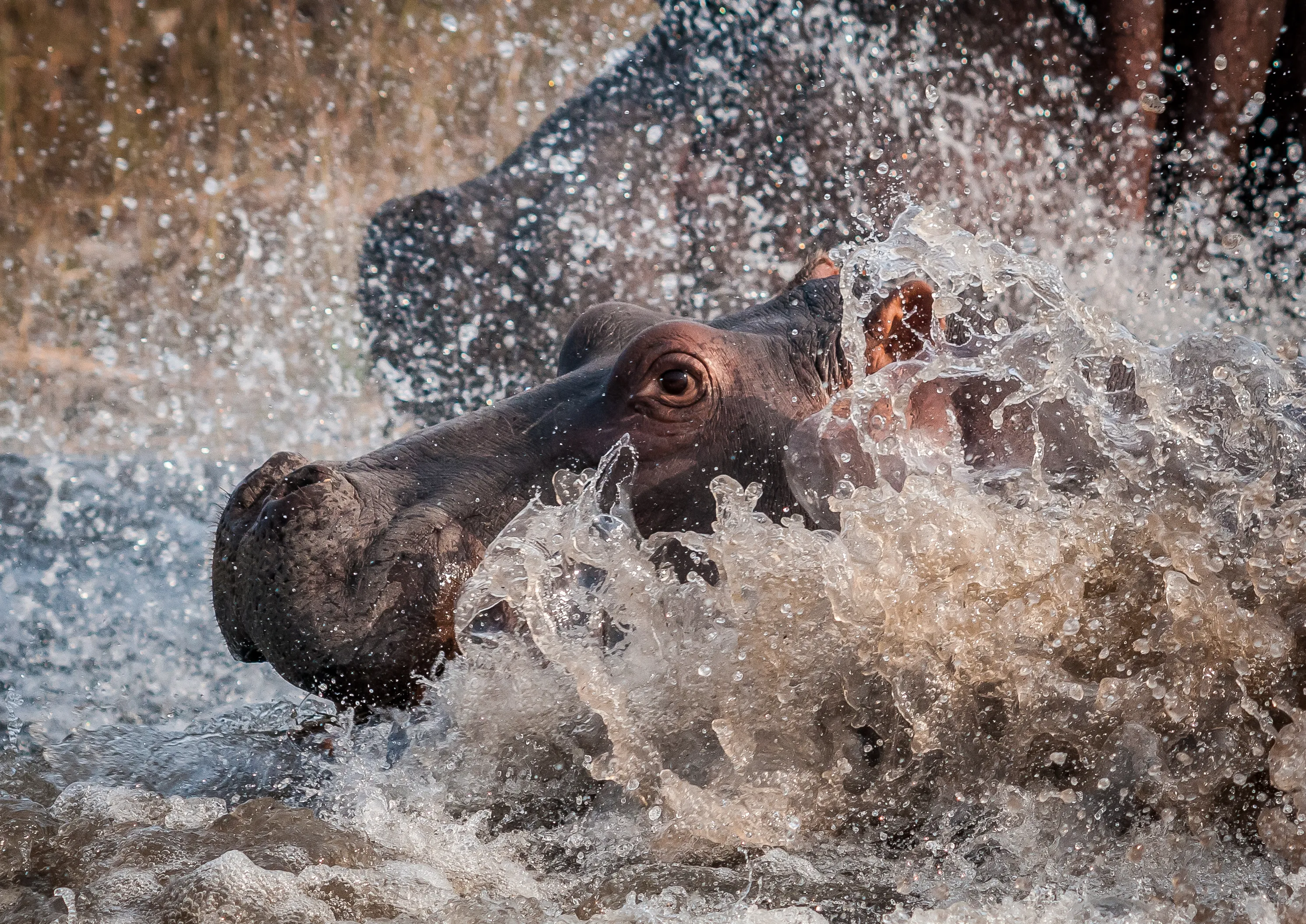 Wildlife in water