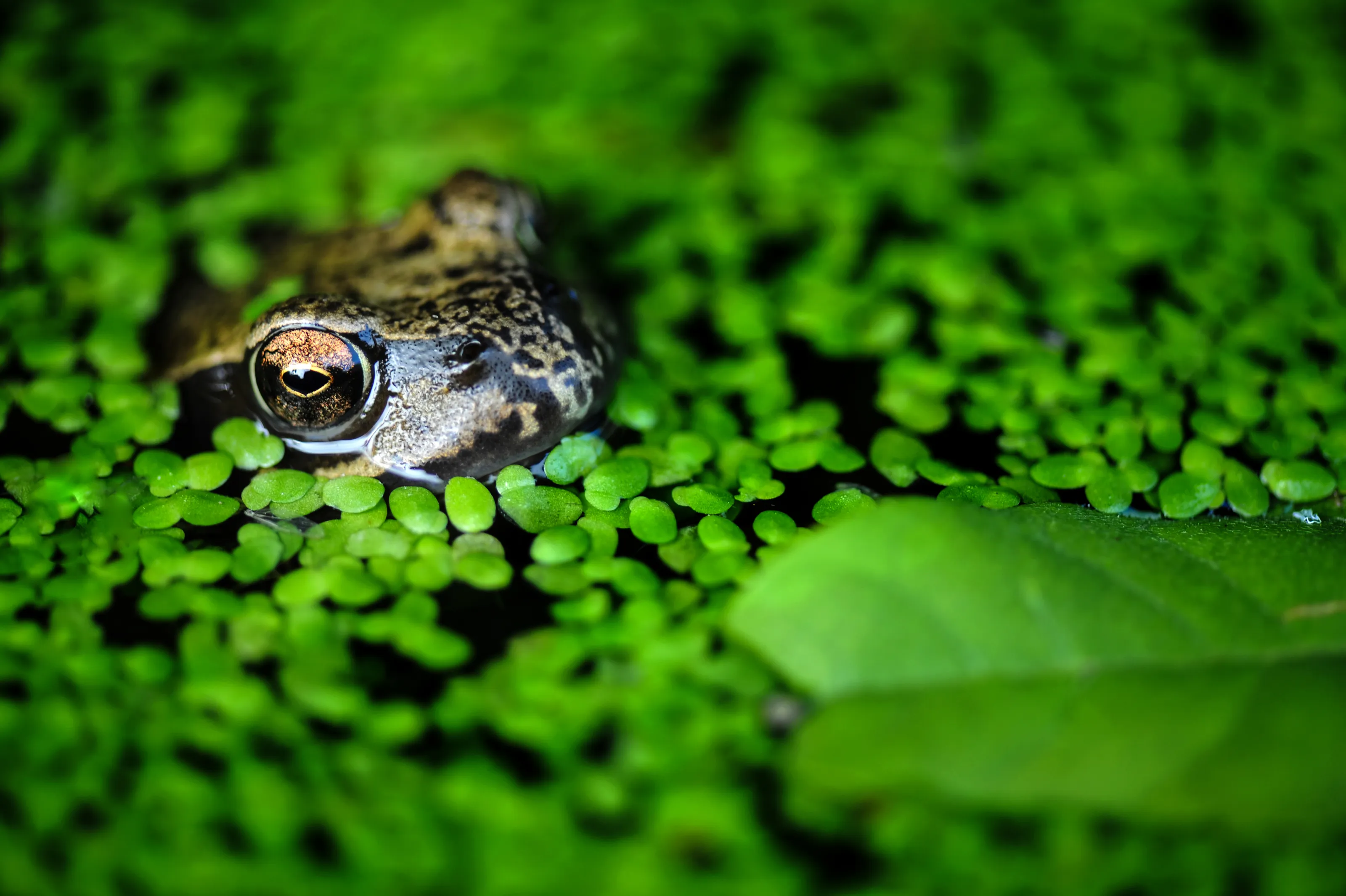 Pond Life