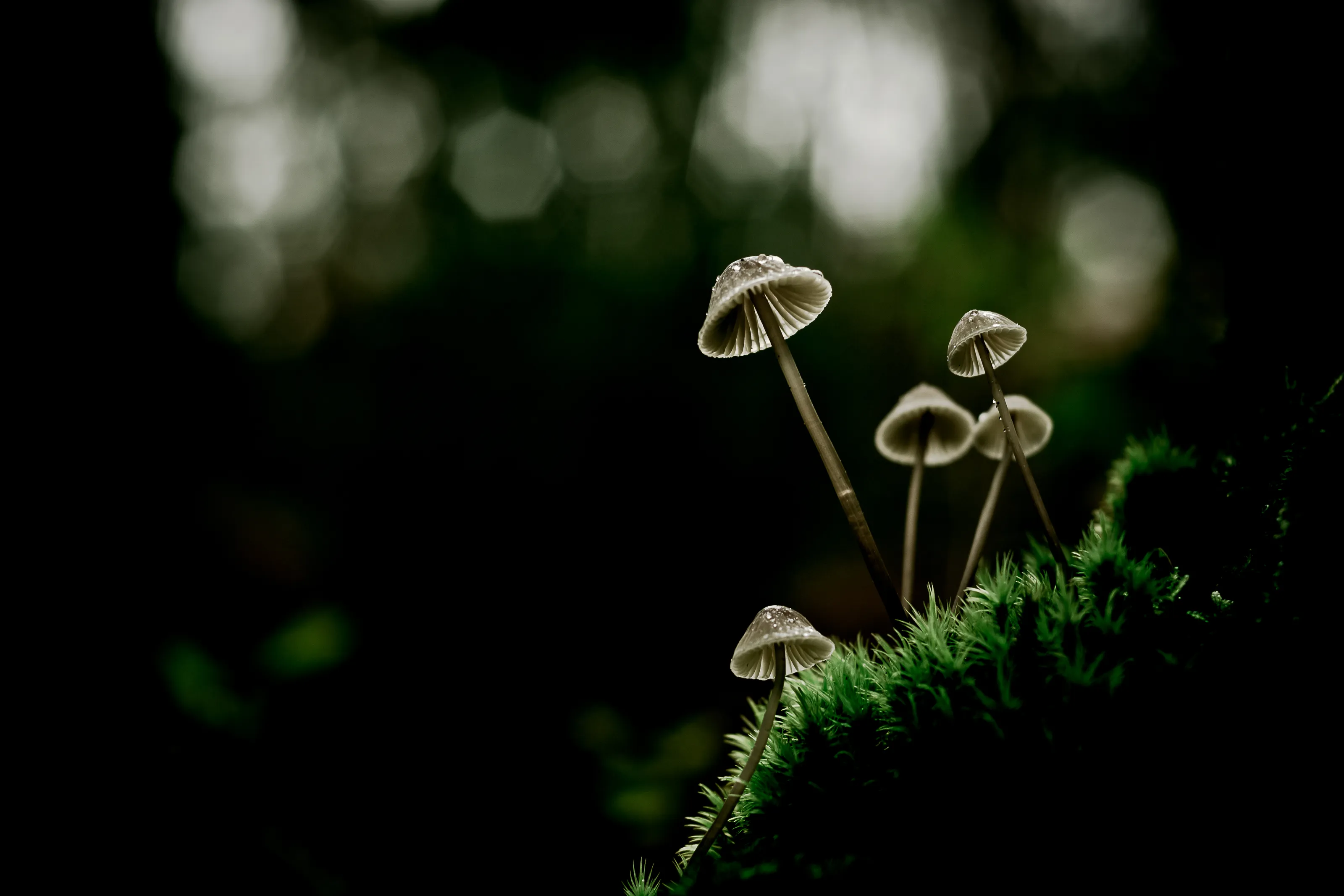 Fungus
