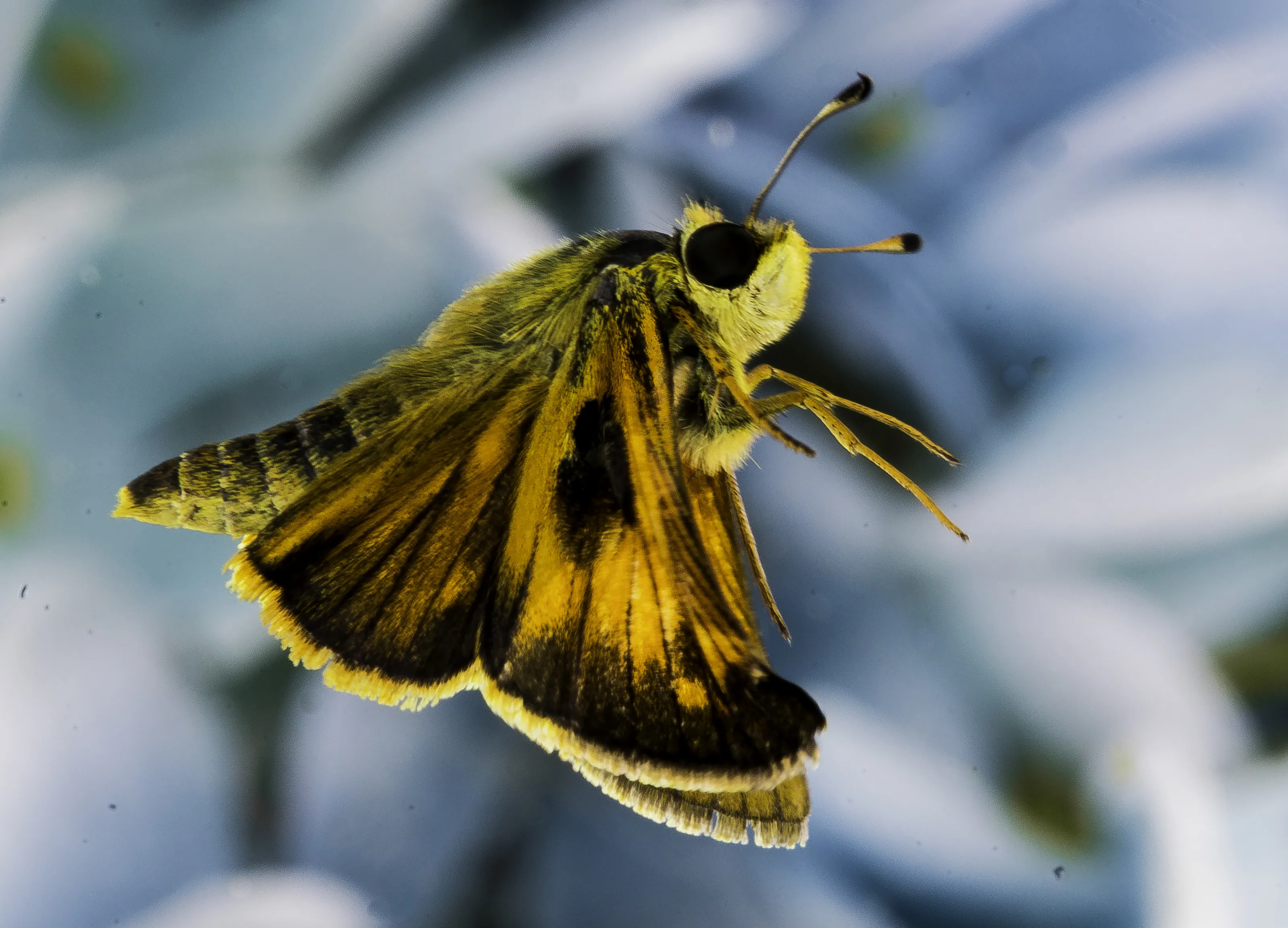 Flying Insects