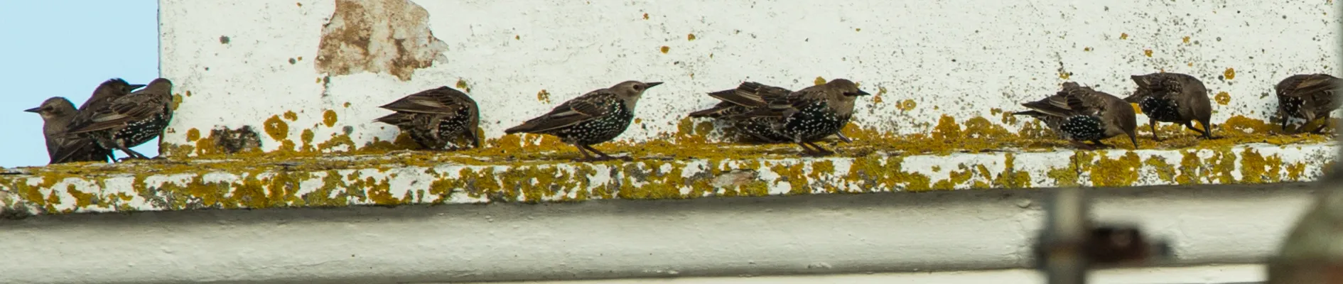 Starlings