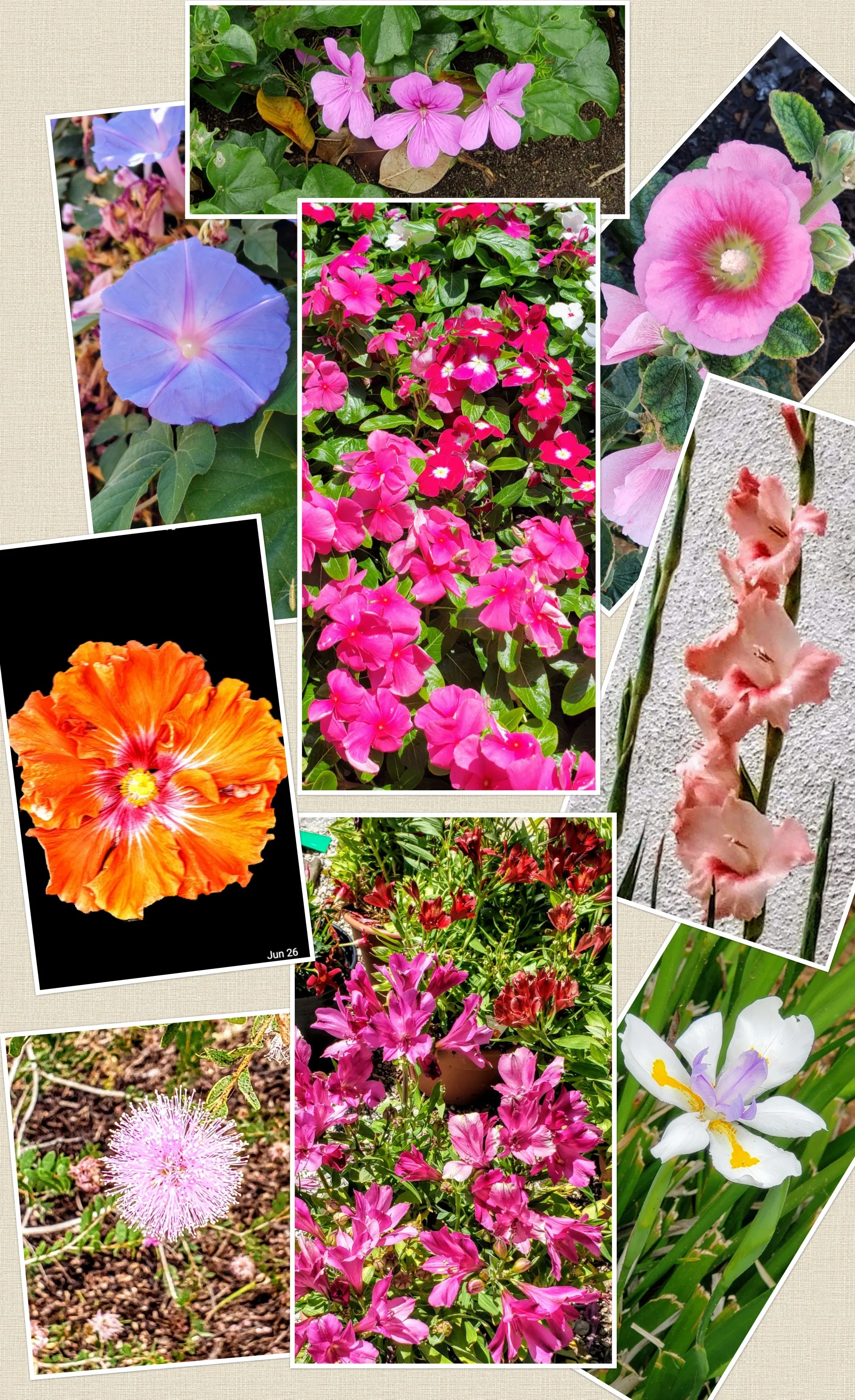 Beautiful Flowers (No Rose or Daisy Varieties)