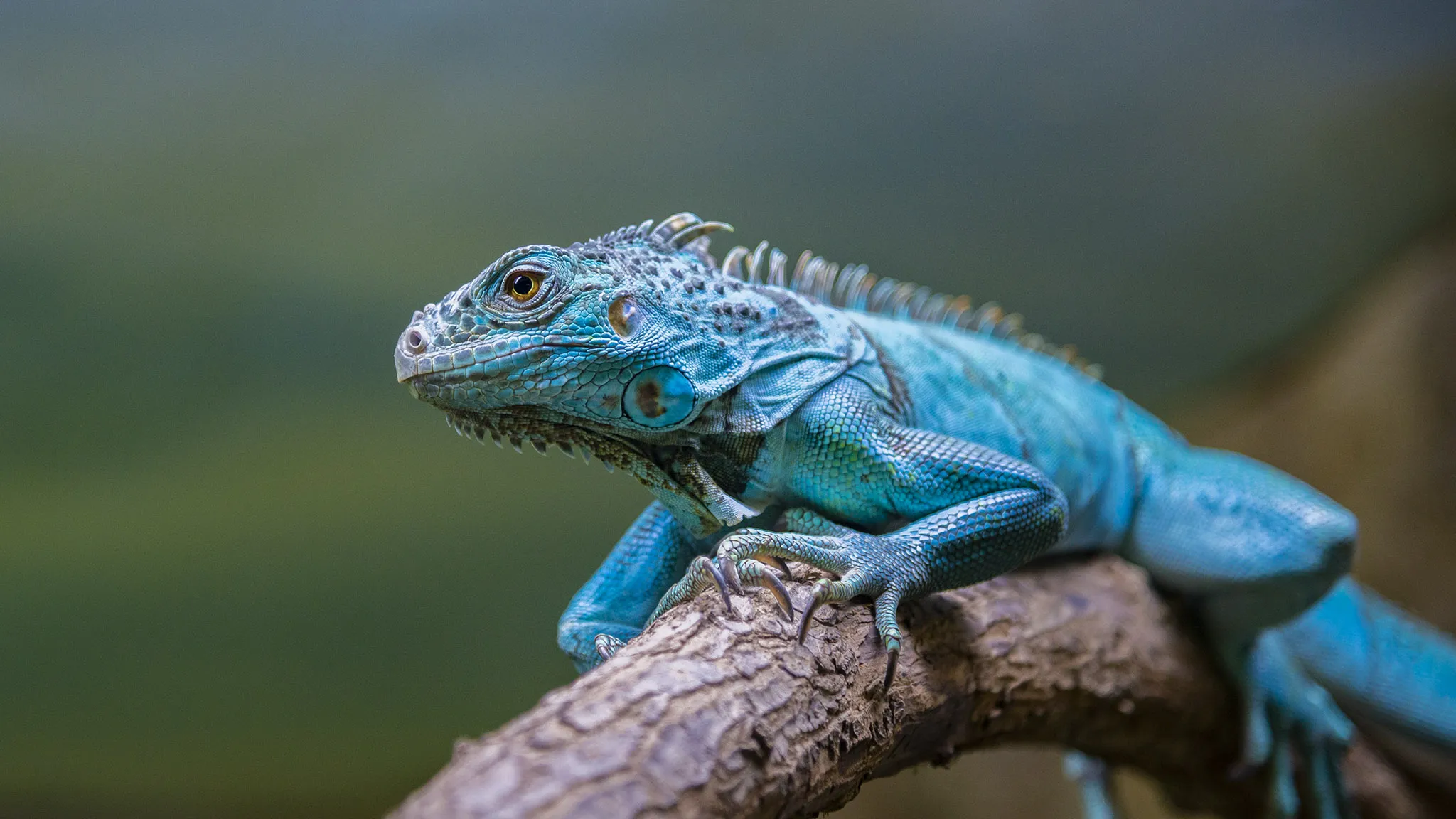 Reptiles (in colour)