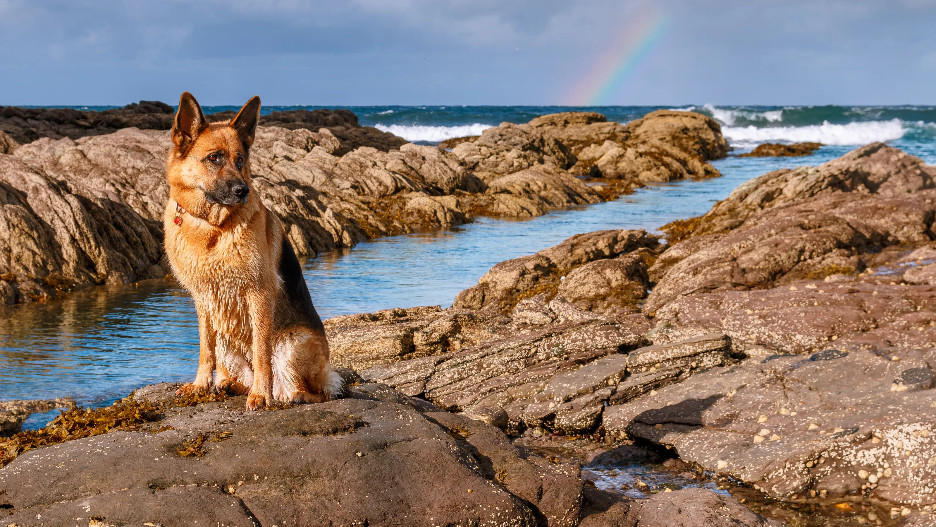 German Shepherd Dogs, Outside (no puppies)