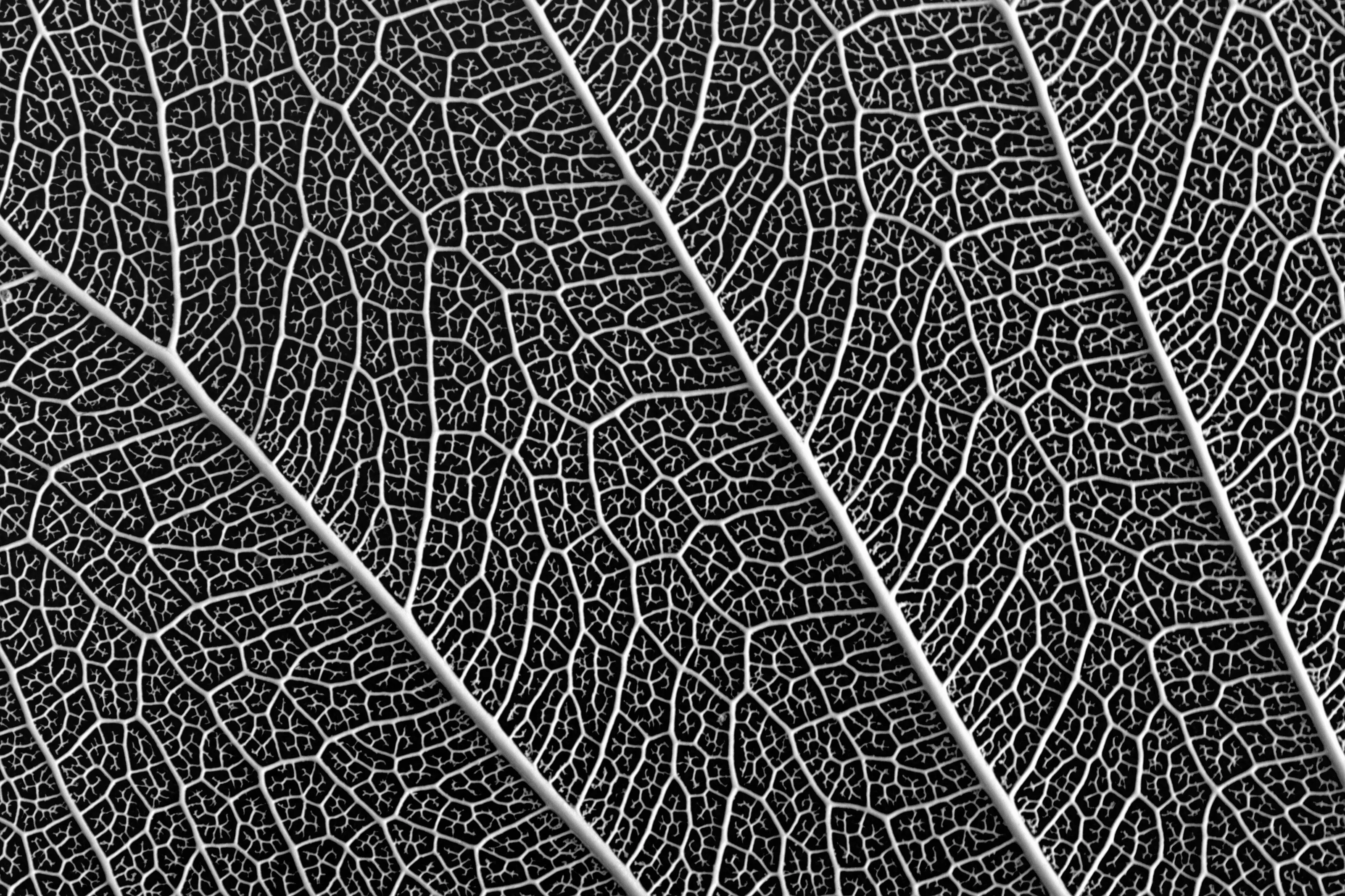 Black and white macro