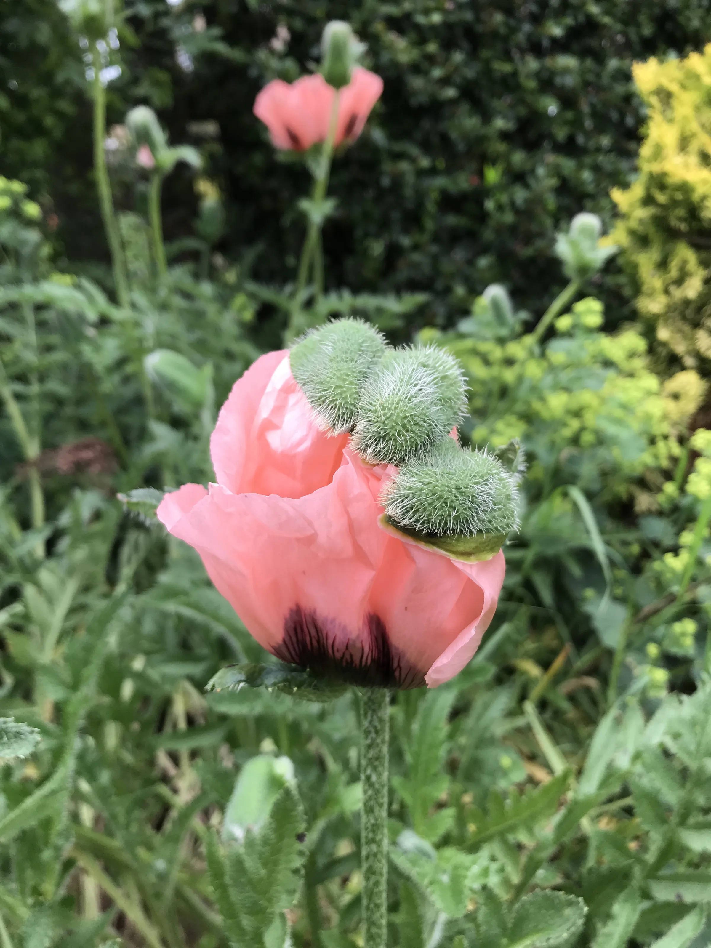 Flowers Opening From a Bud (in colour)