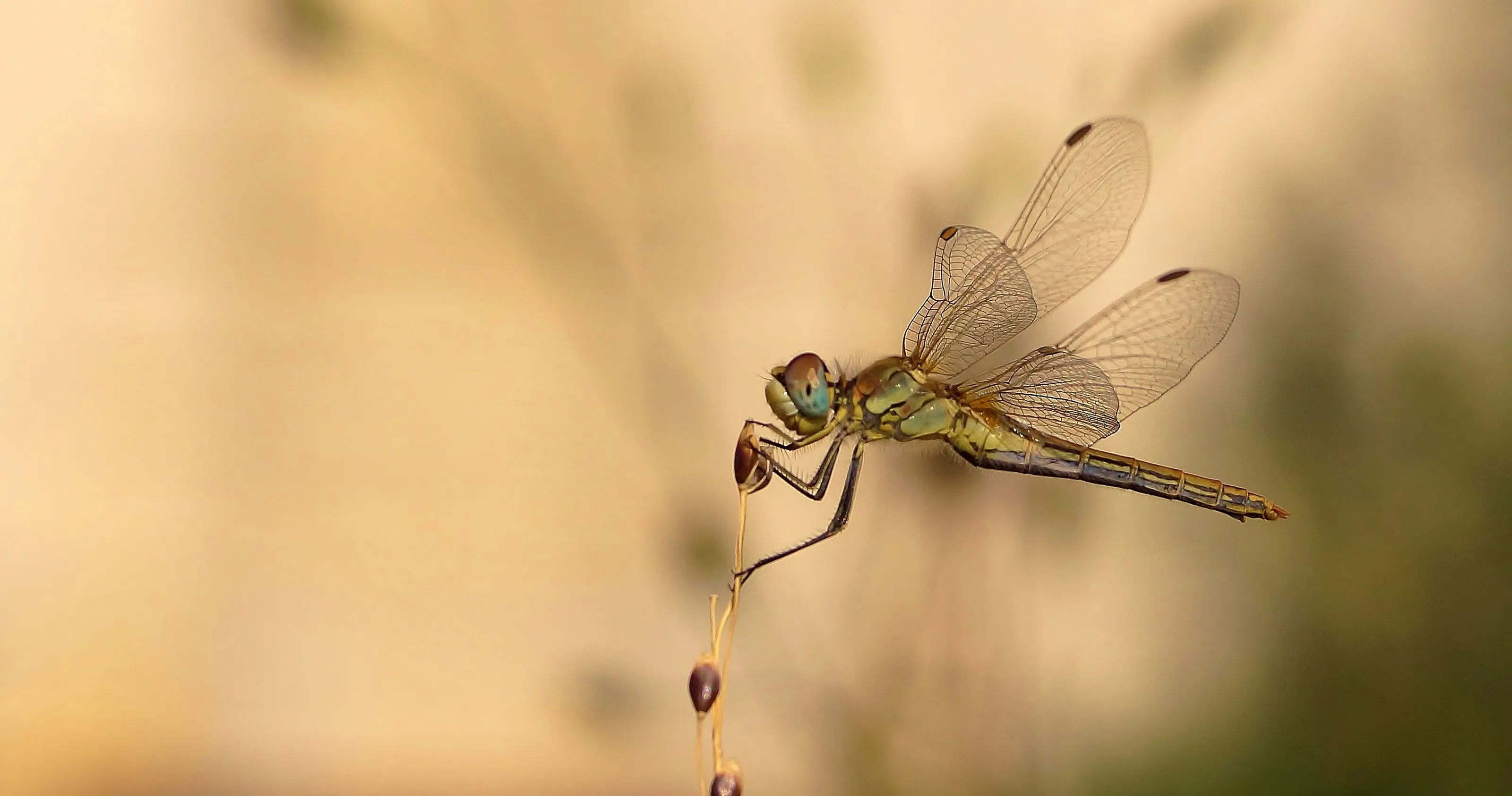 Flying insects