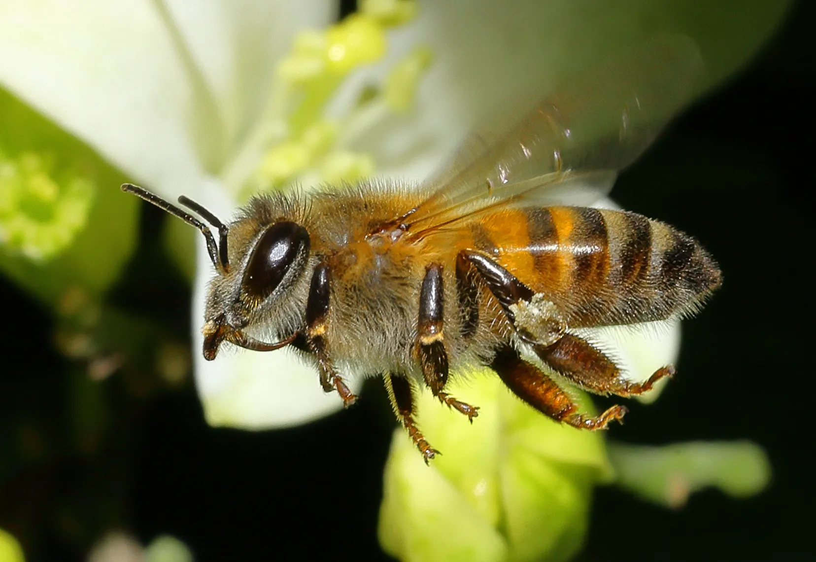 Bees in Colour