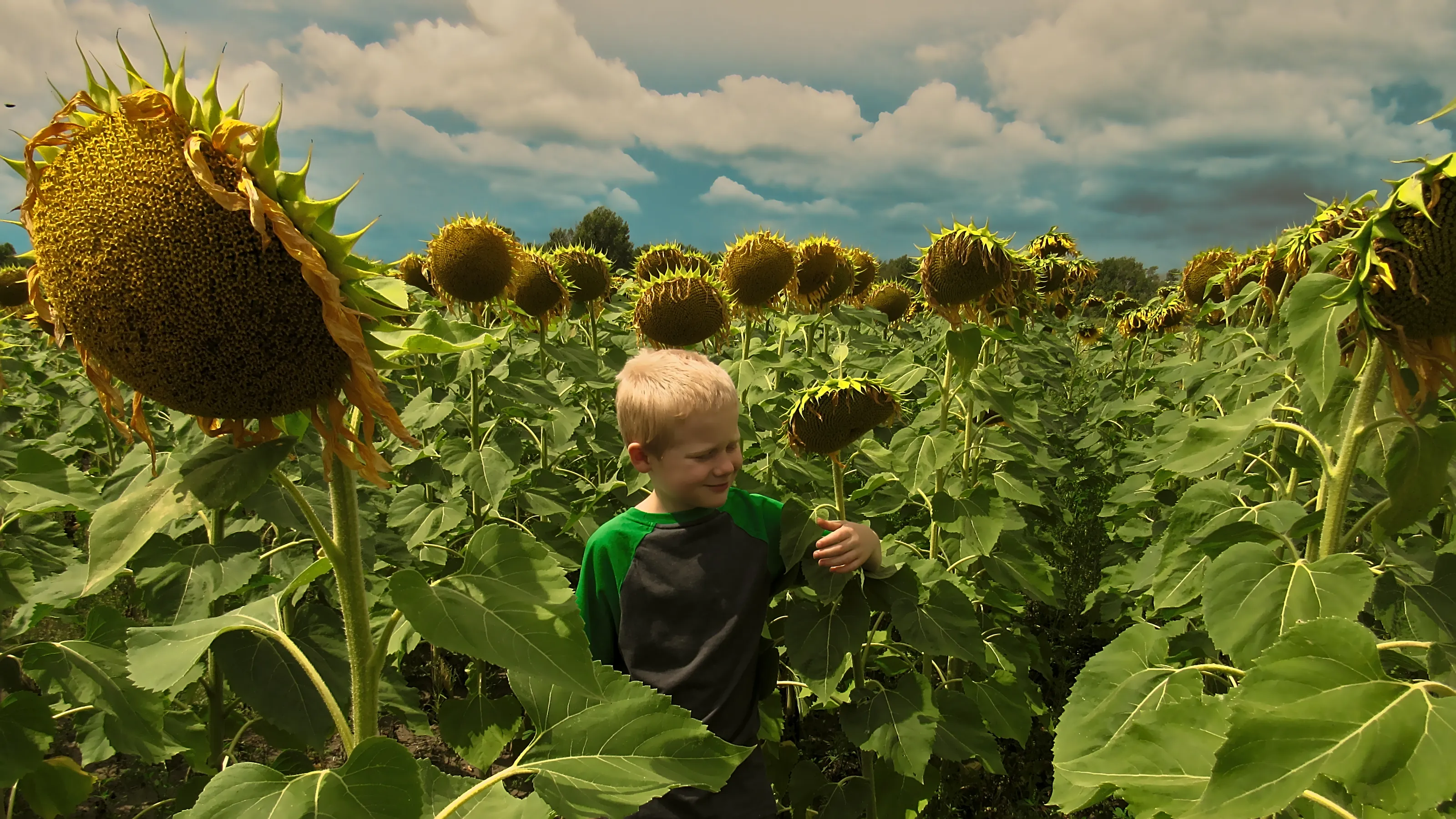 Sunflowers in Colour