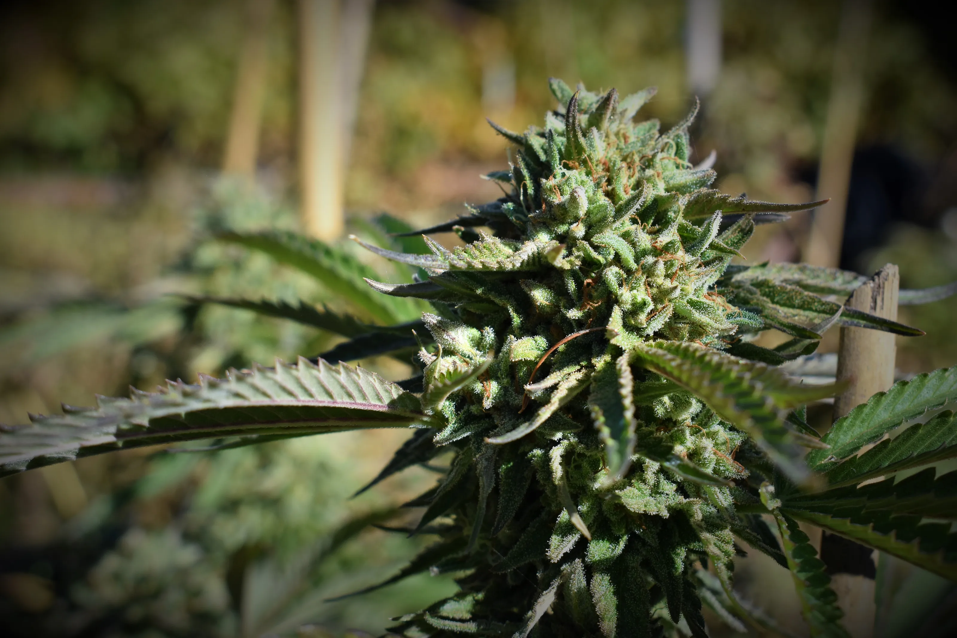 Weeds