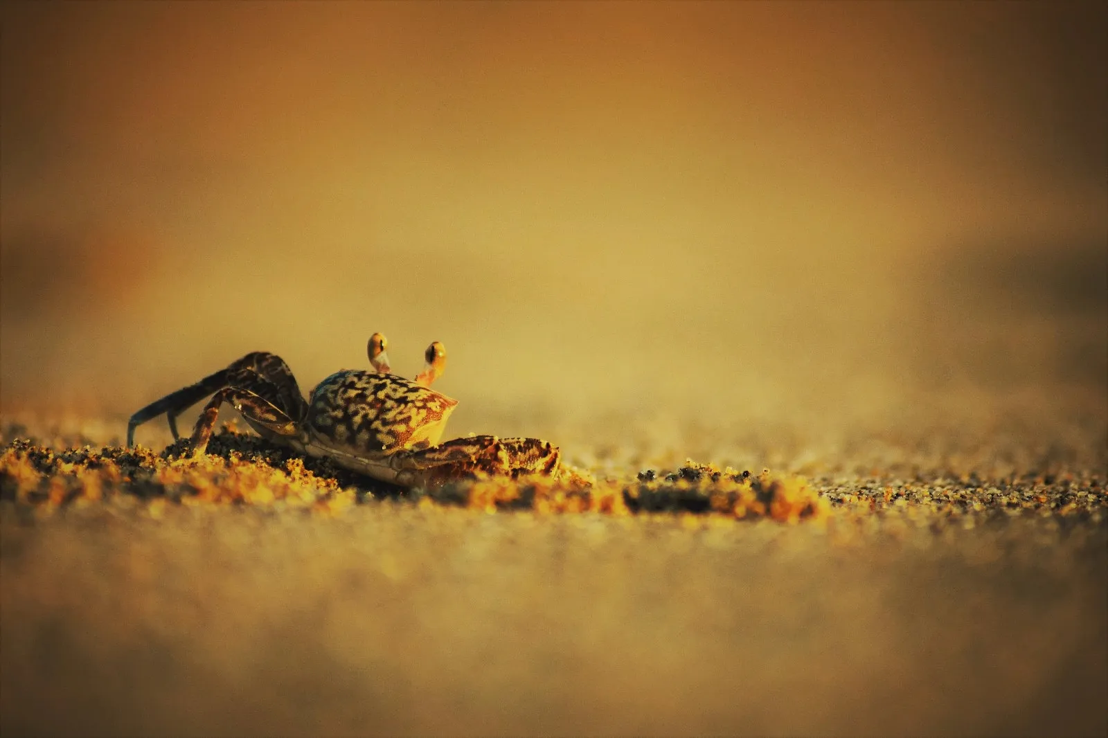 Beach Wildlife