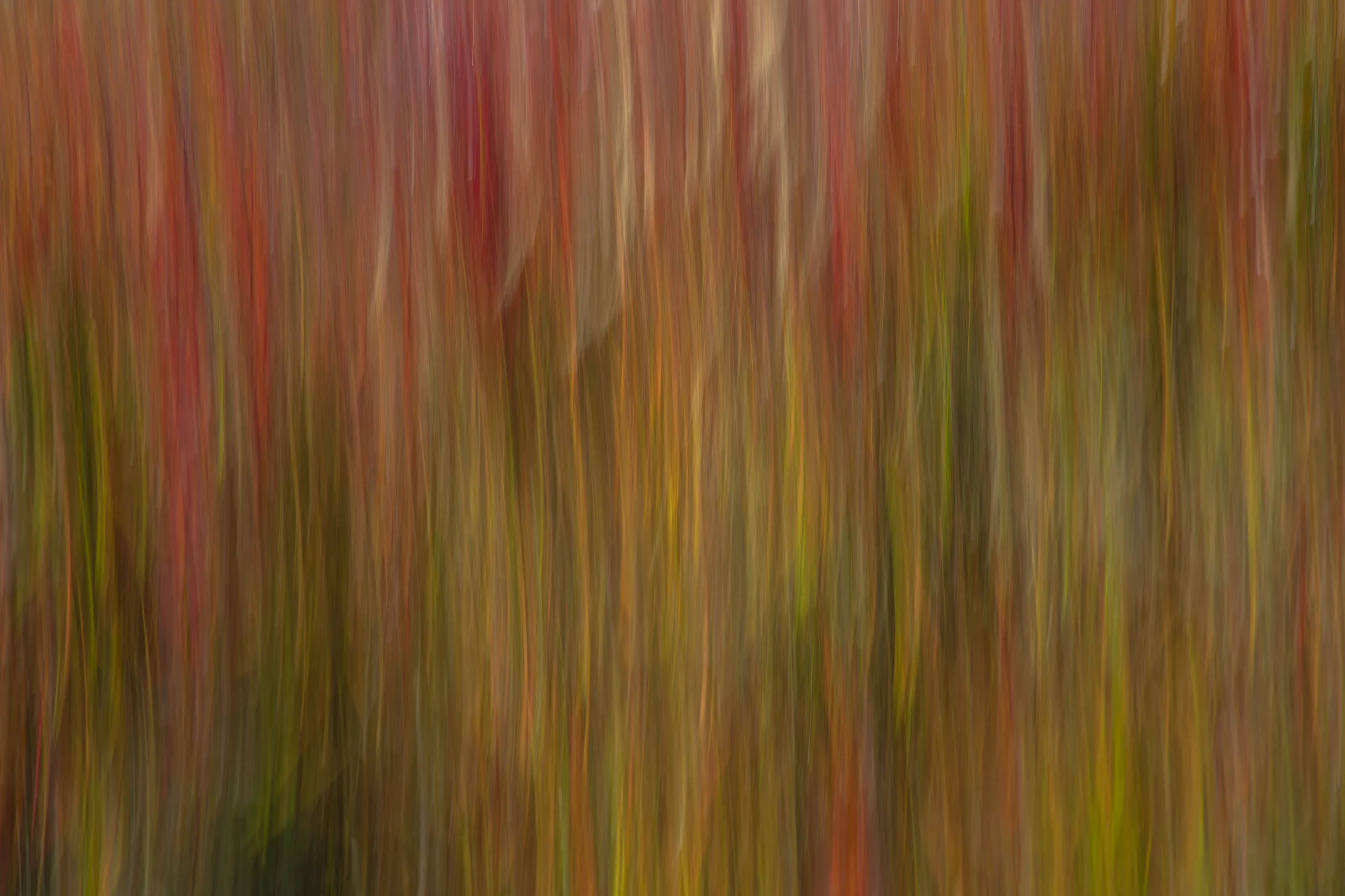 Intentional Blur in Nature