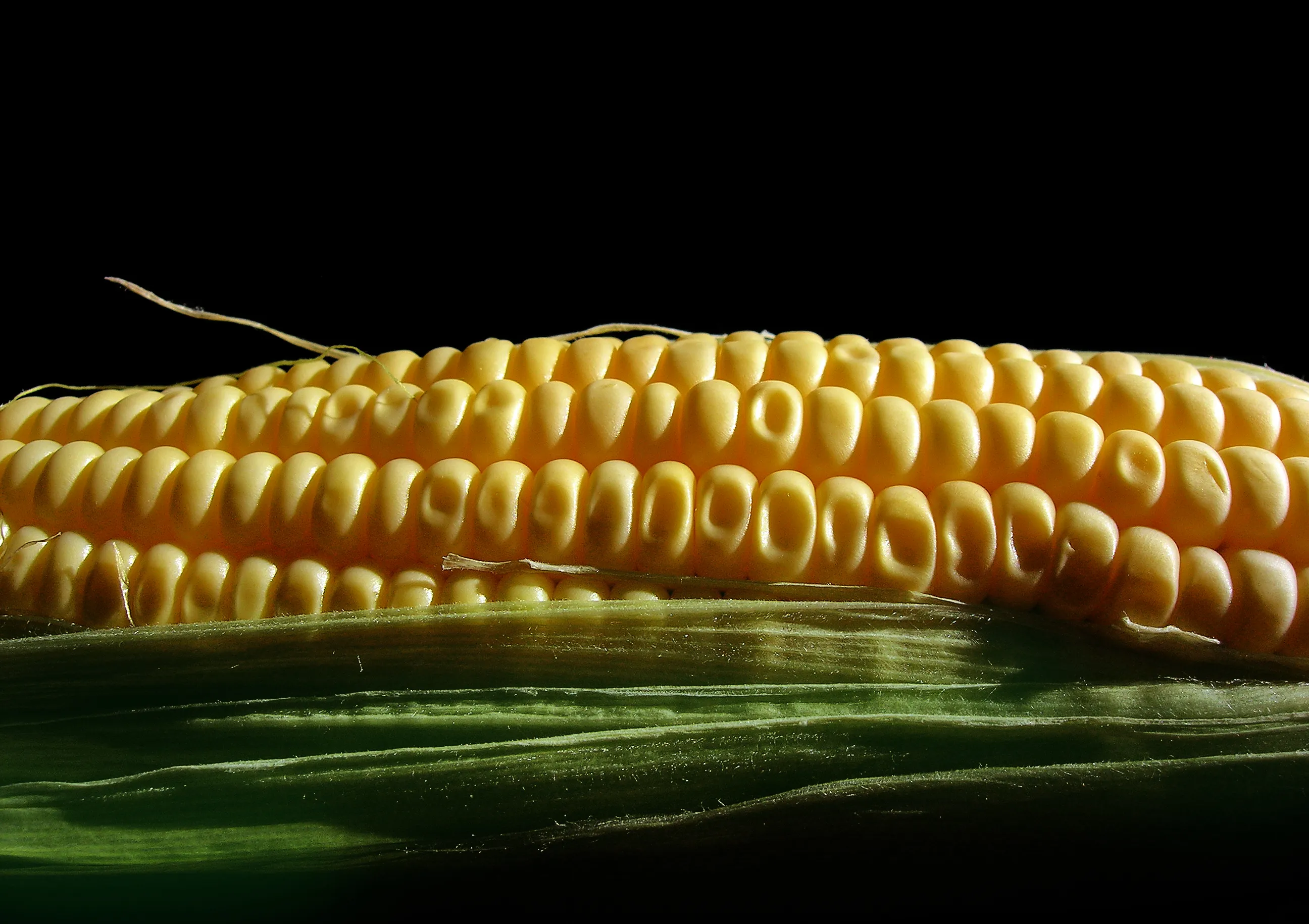 Corn (in Colour)