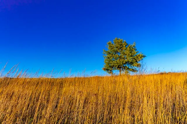 Lone Tree